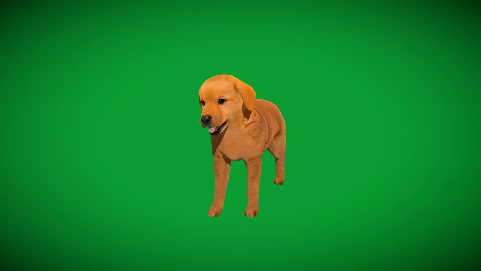 Golden Retriever Puppy Dog Low-poly 3D model_31
