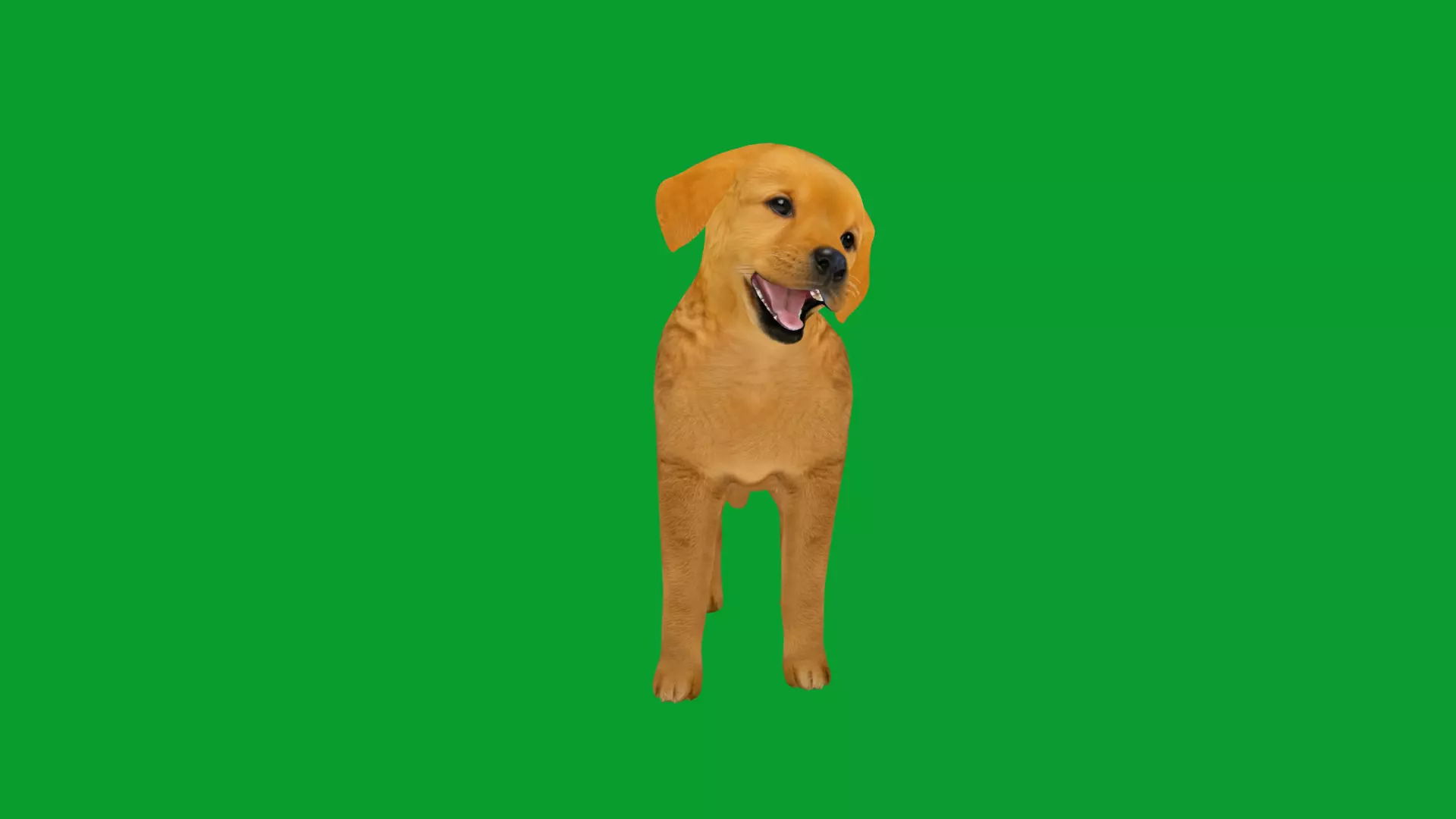 Golden Retriever Puppy Dog Low-poly 3D model_29