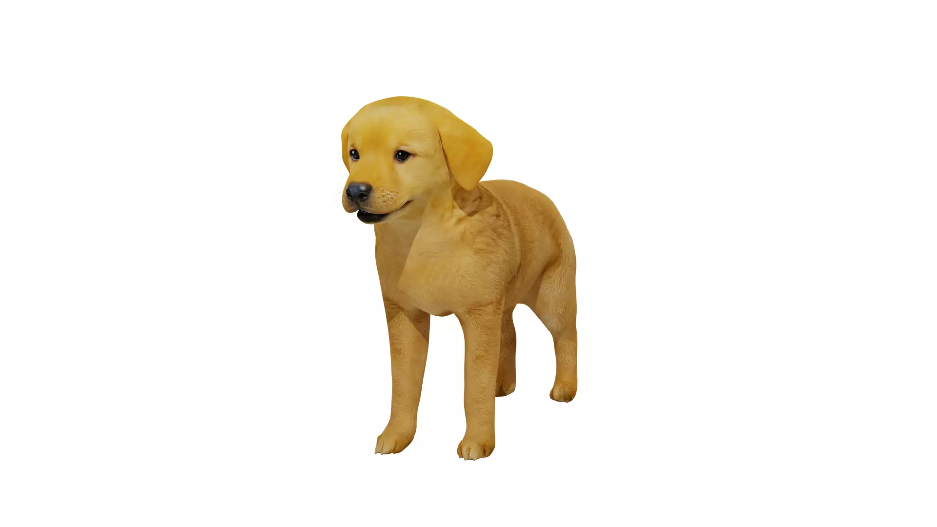 Golden Retriever Puppy Dog Low-poly 3D model_36