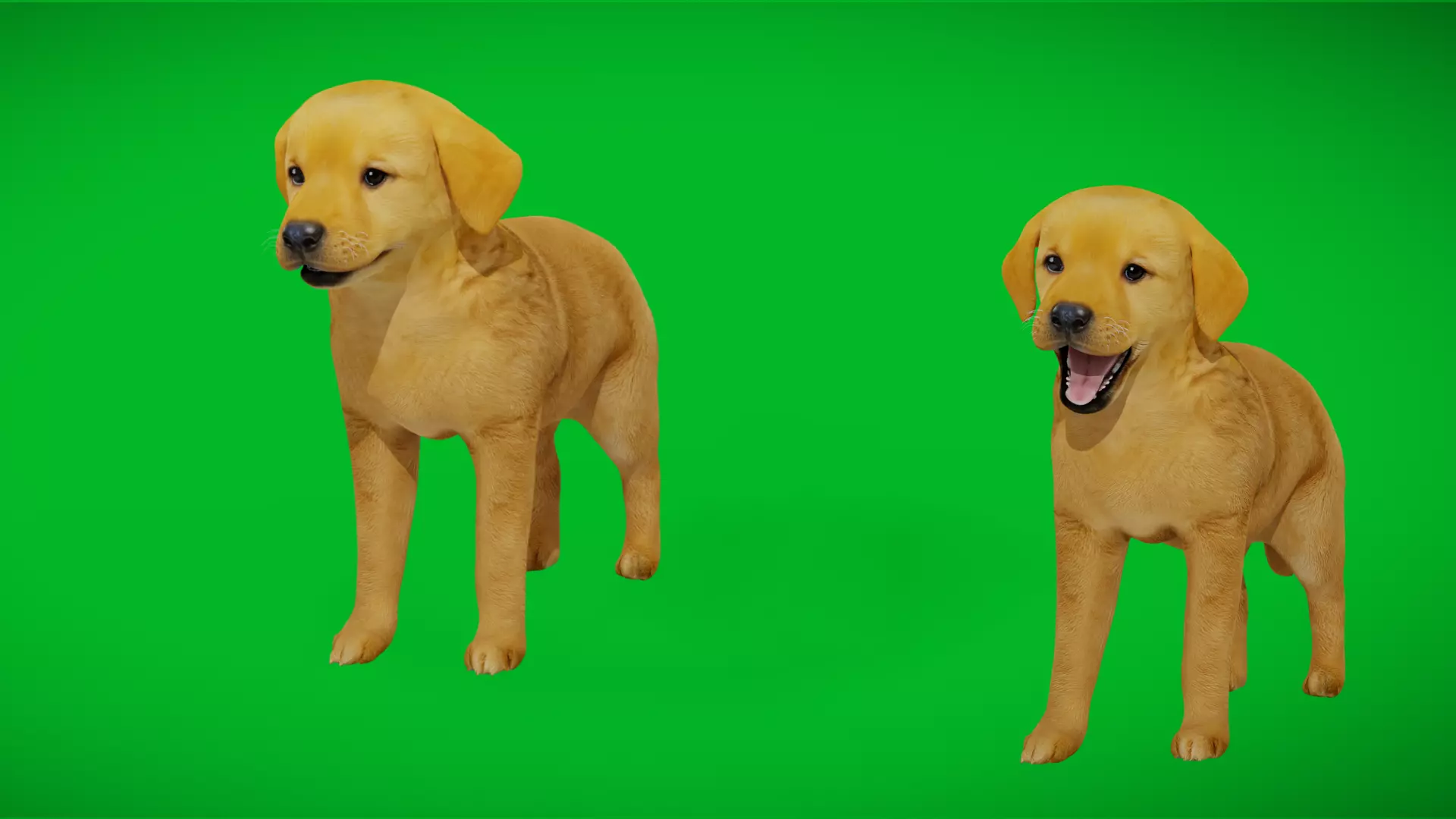 Golden Retriever Puppy Dog Low-poly 3D model_4