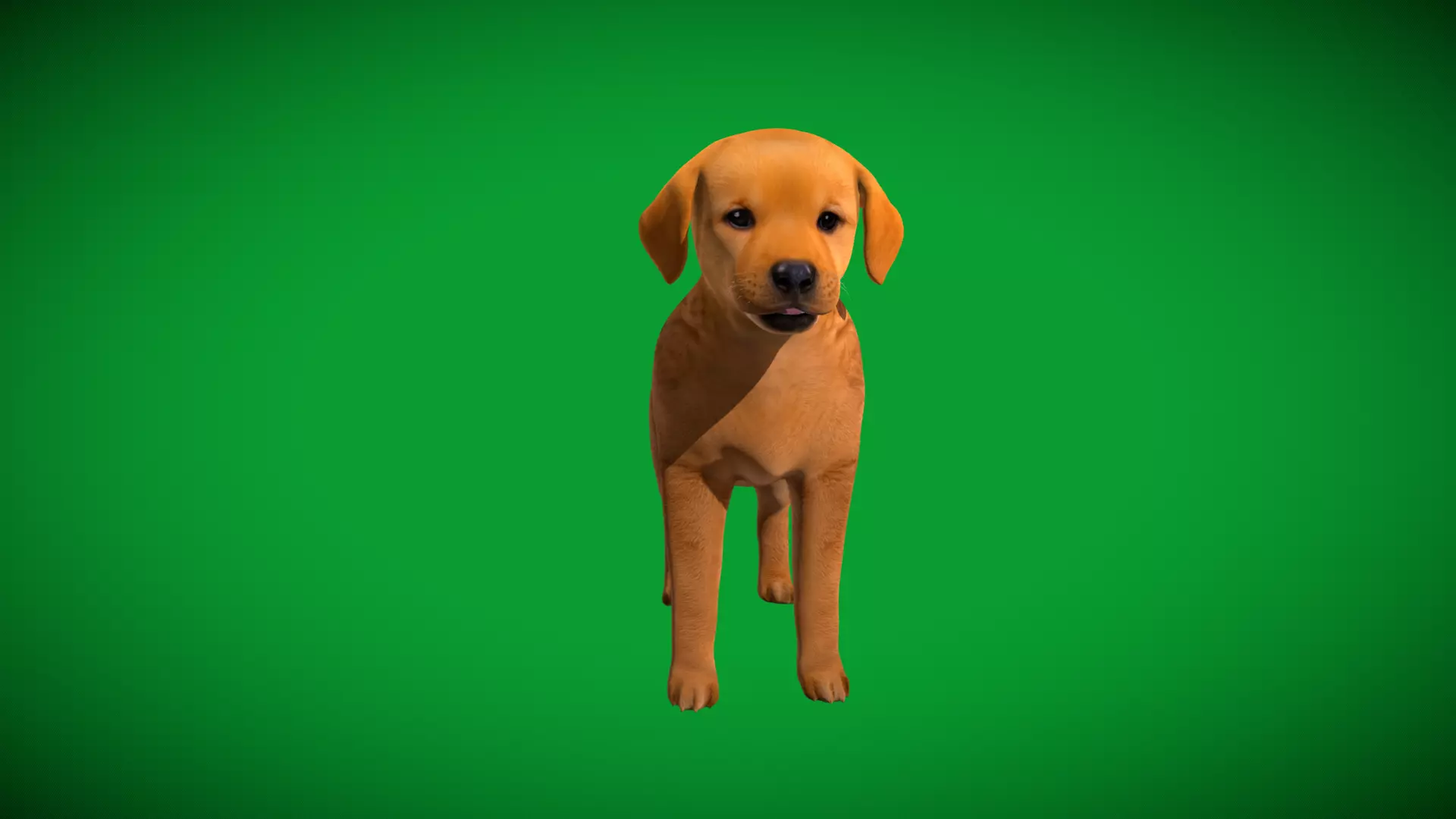 Golden Retriever Puppy Dog Low-poly 3D model_48
