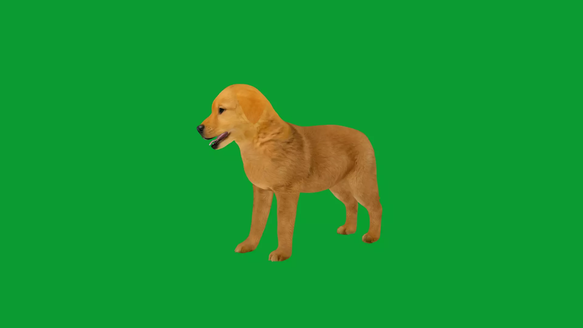 Golden Retriever Puppy Dog Low-poly 3D model_6
