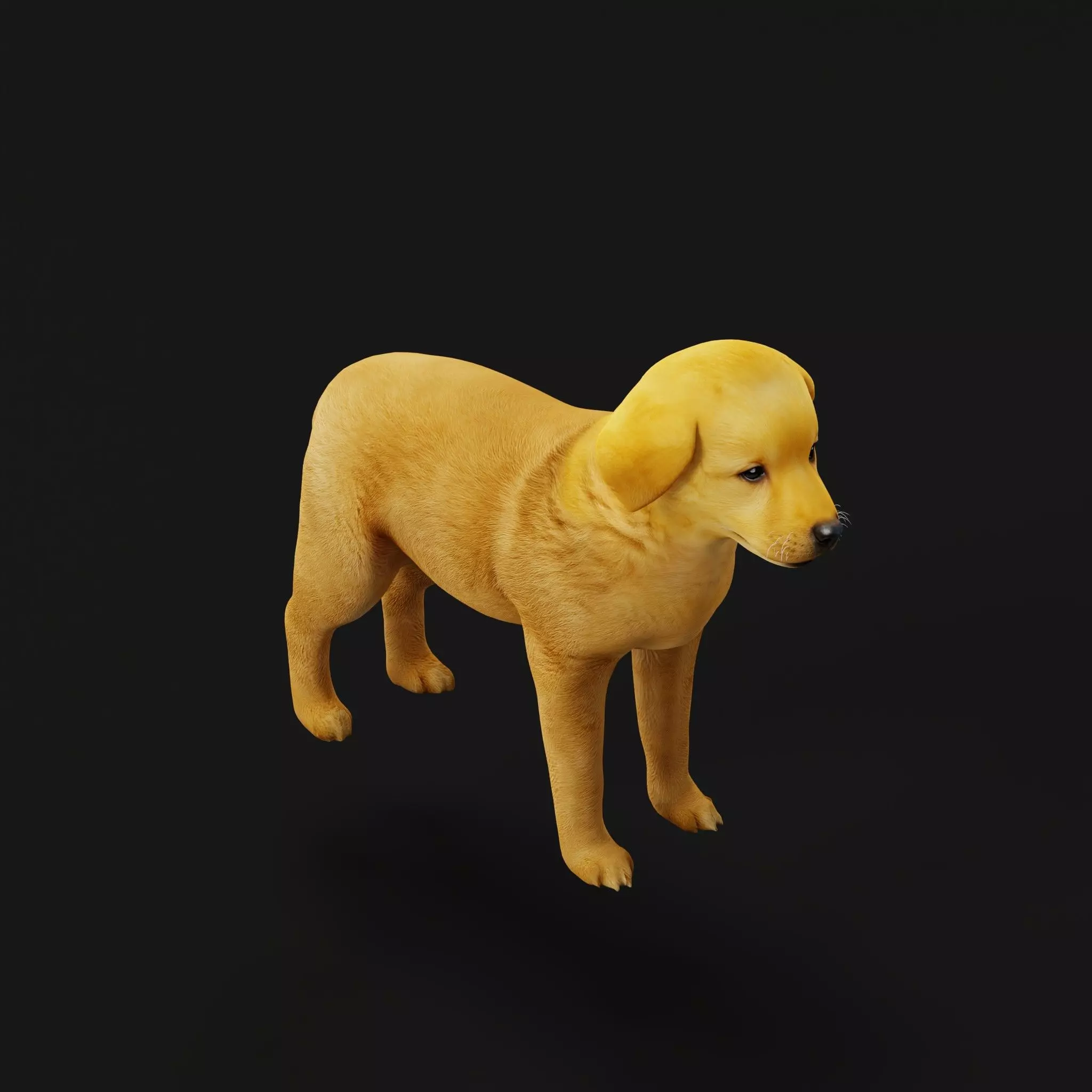 Golden Retriever Puppy Dog Low-poly 3D model_43