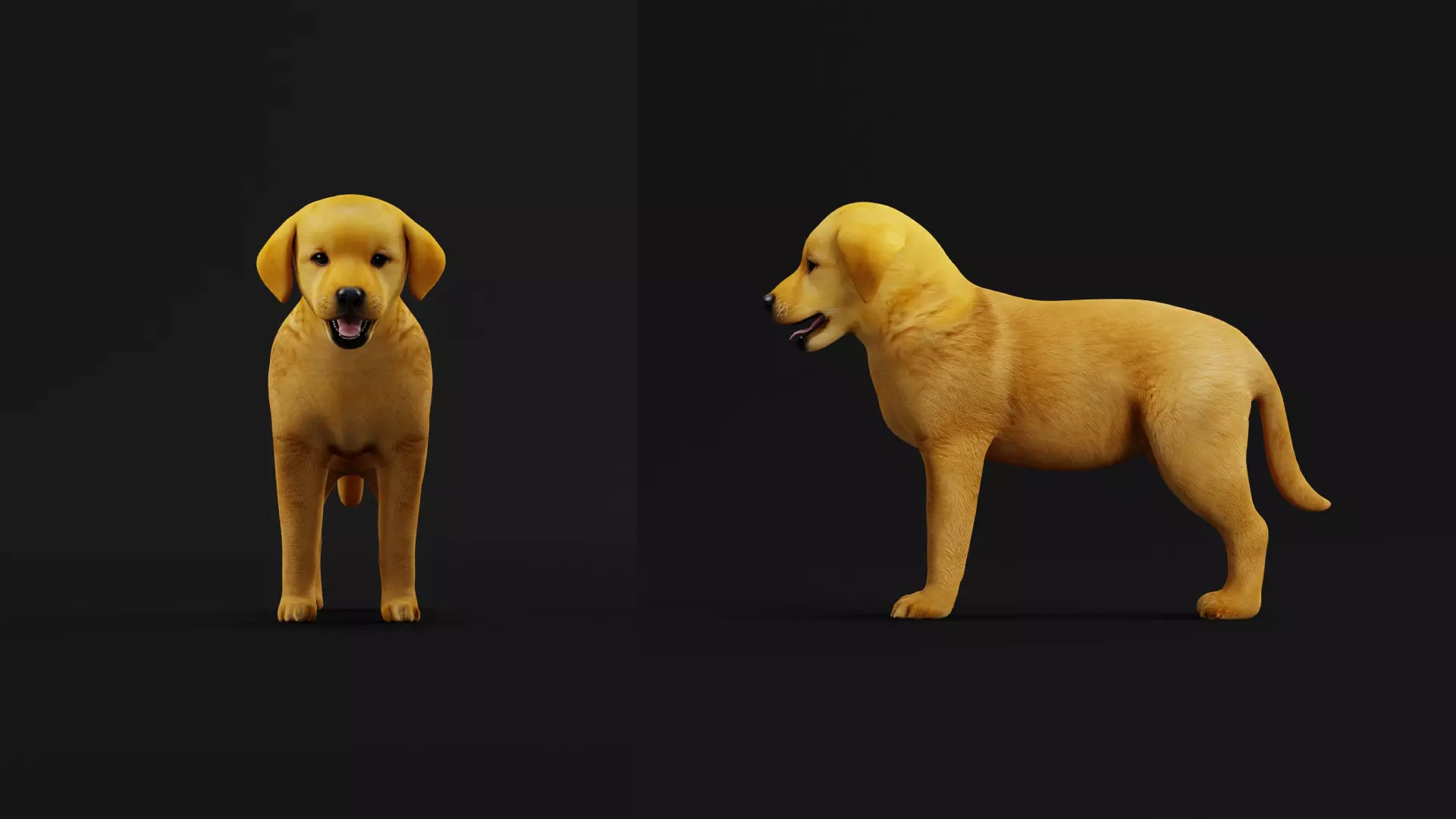 Golden Retriever Puppy Dog Low-poly 3D model_9