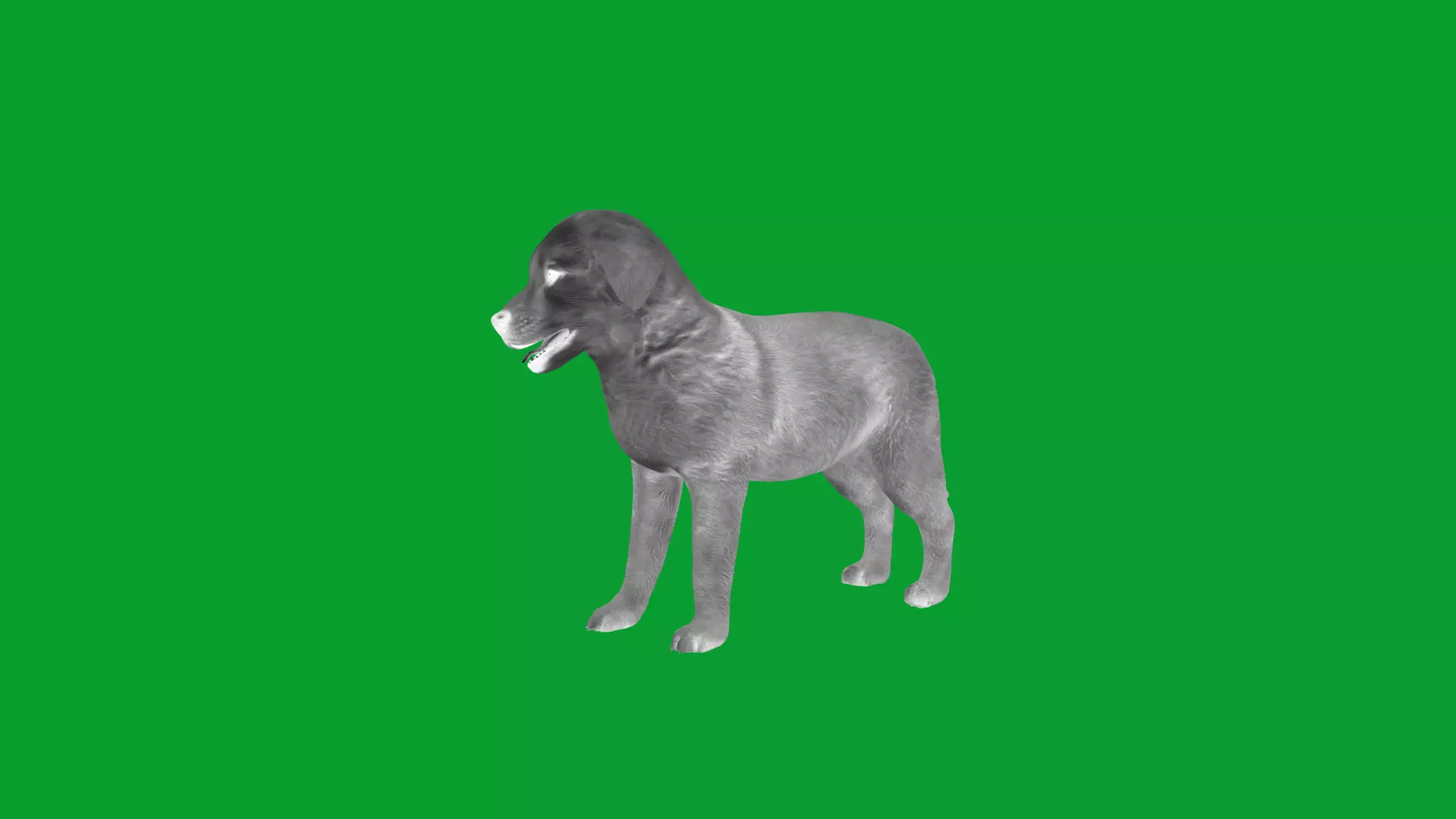 Golden Retriever Puppy Dog Low-poly 3D model_5