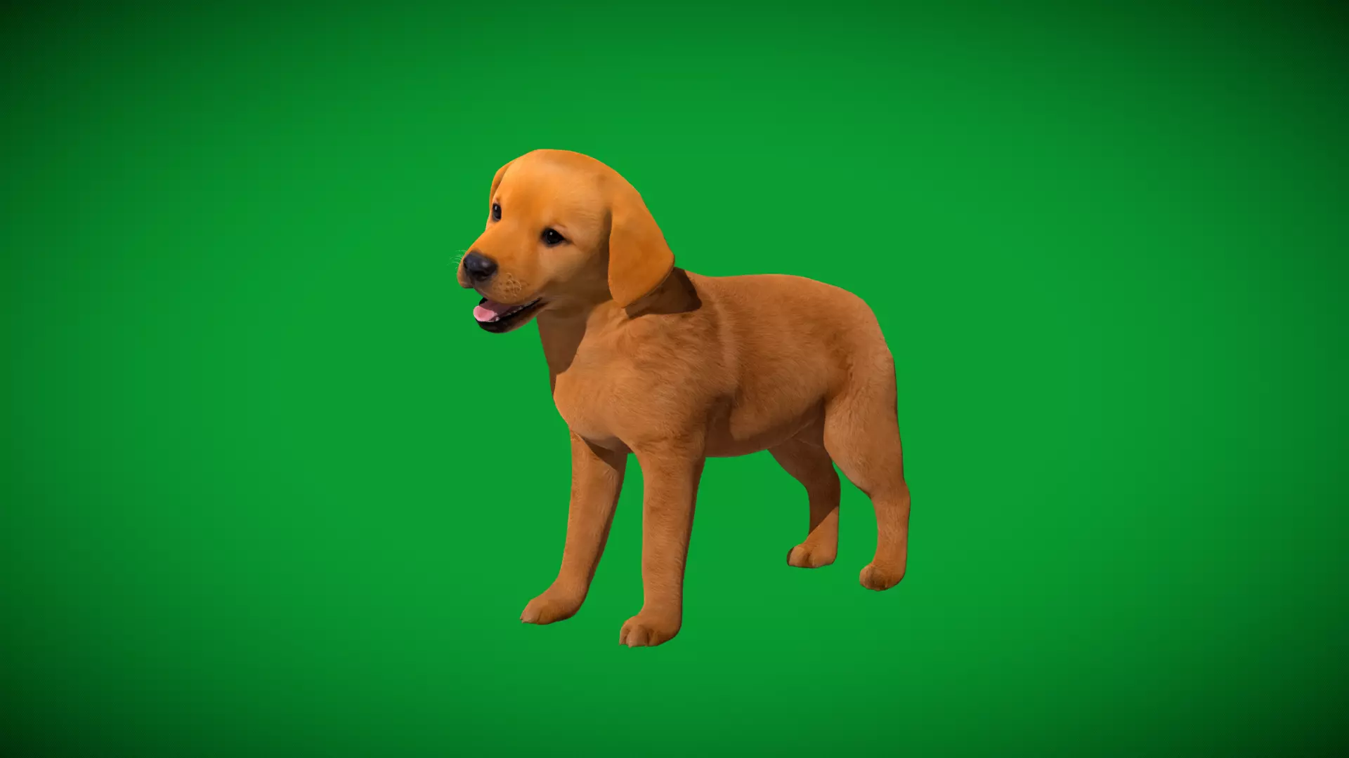 Golden Retriever Puppy Dog Low-poly 3D model_35