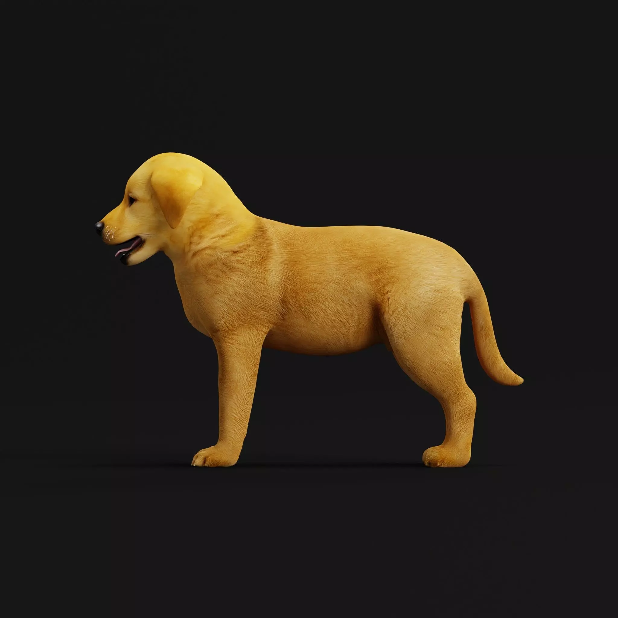 Golden Retriever Puppy Dog Low-poly 3D model_44