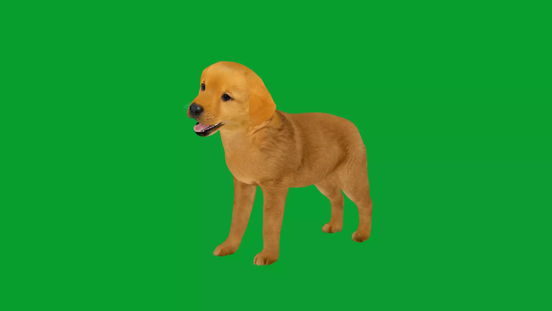 Golden Retriever Puppy Dog Low-poly 3D model_26
