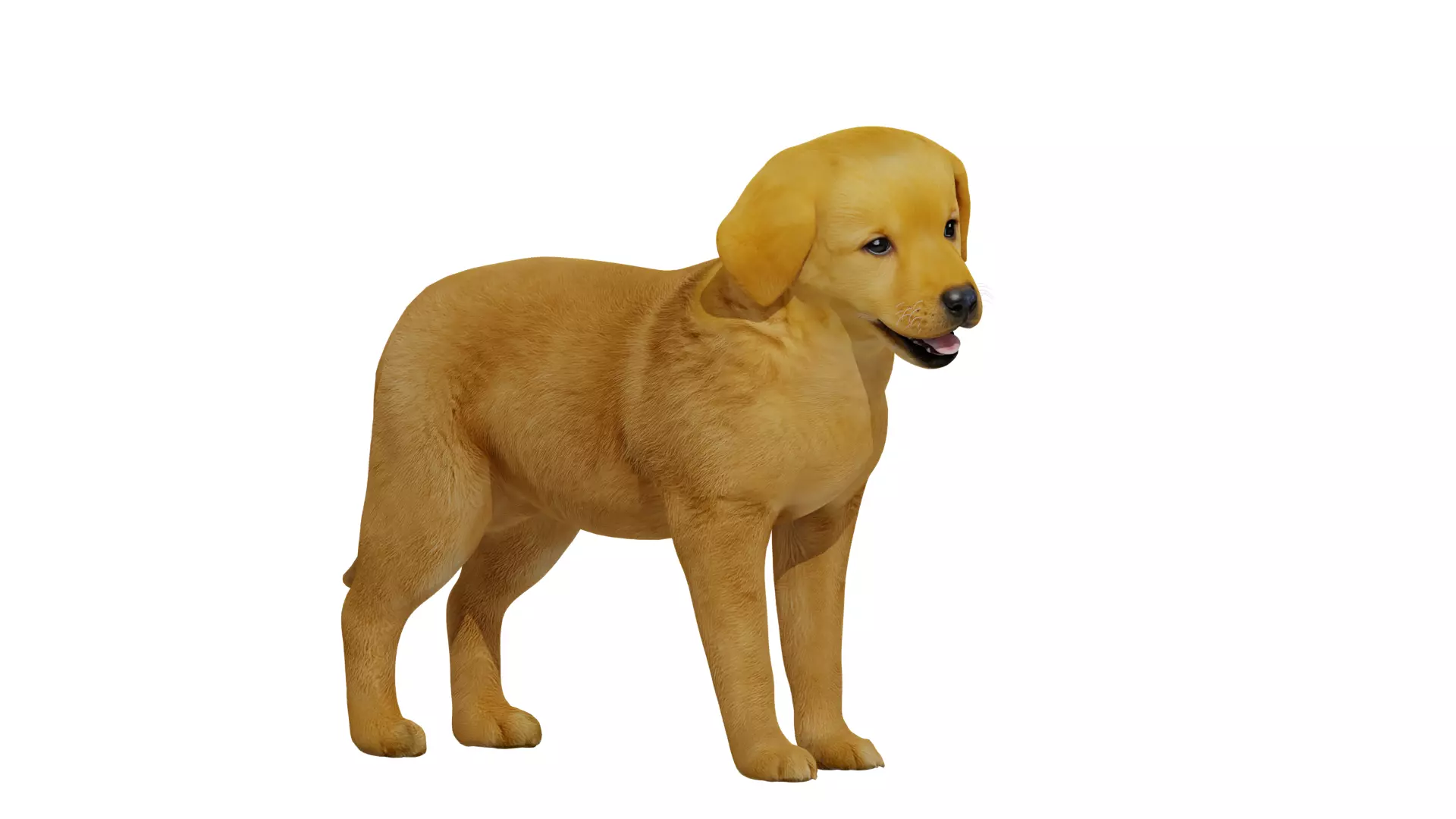 Golden Retriever Puppy Dog Low-poly 3D model_47