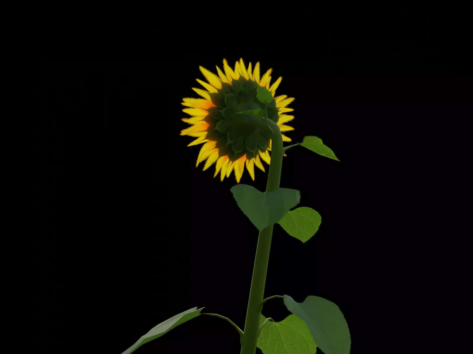 Sunflower  Free low-poly 3D model_2