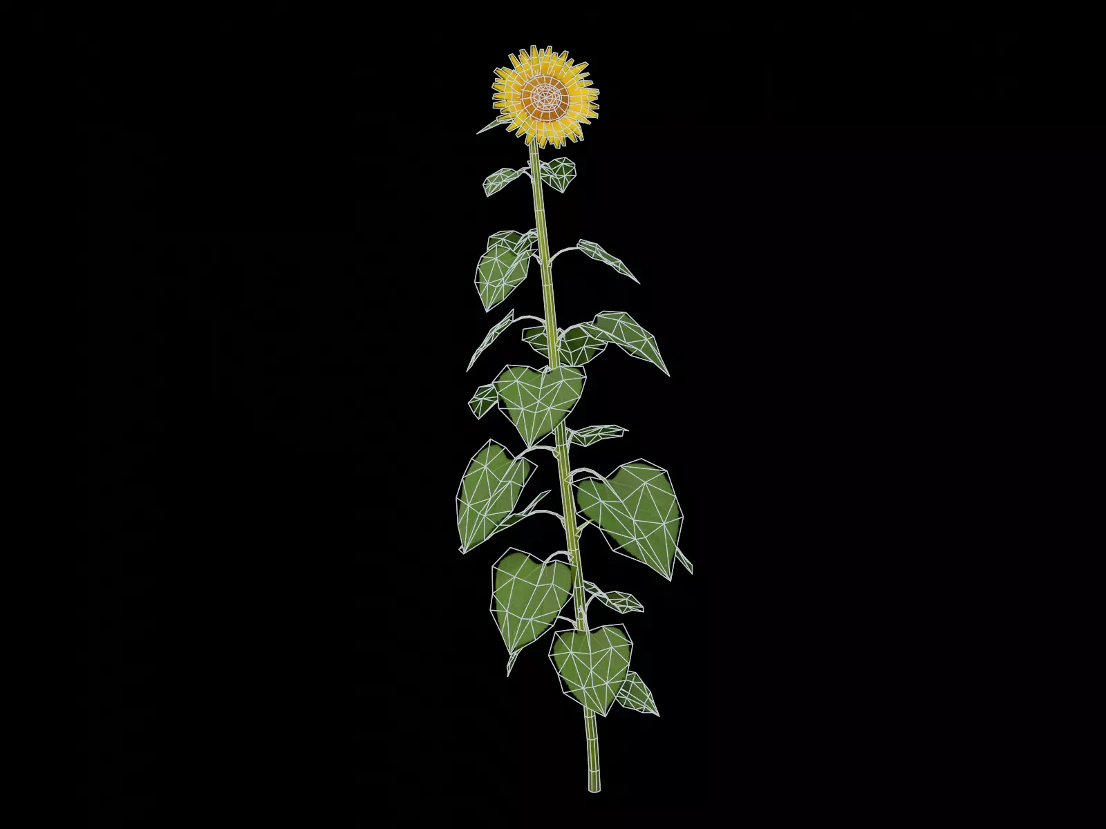 Sunflower  Free low-poly 3D model_3