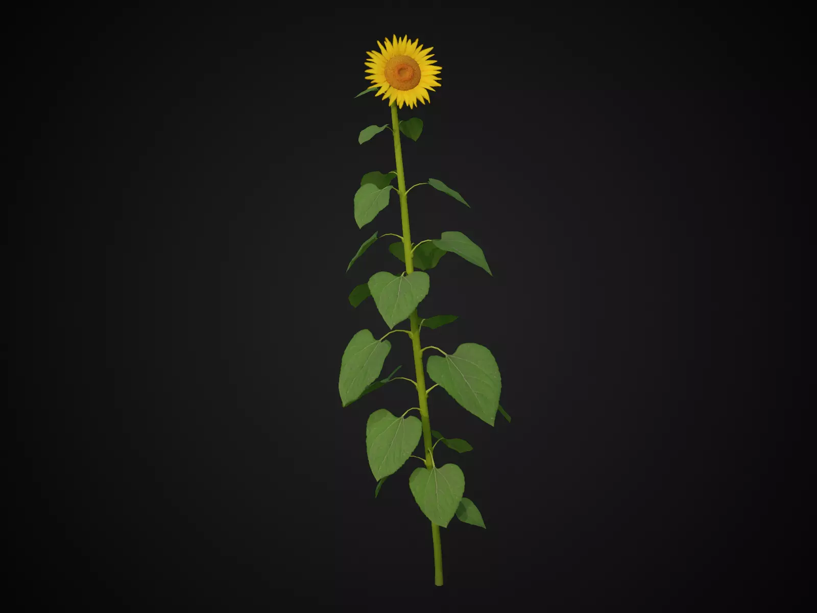 Sunflower  Free low-poly 3D model_0