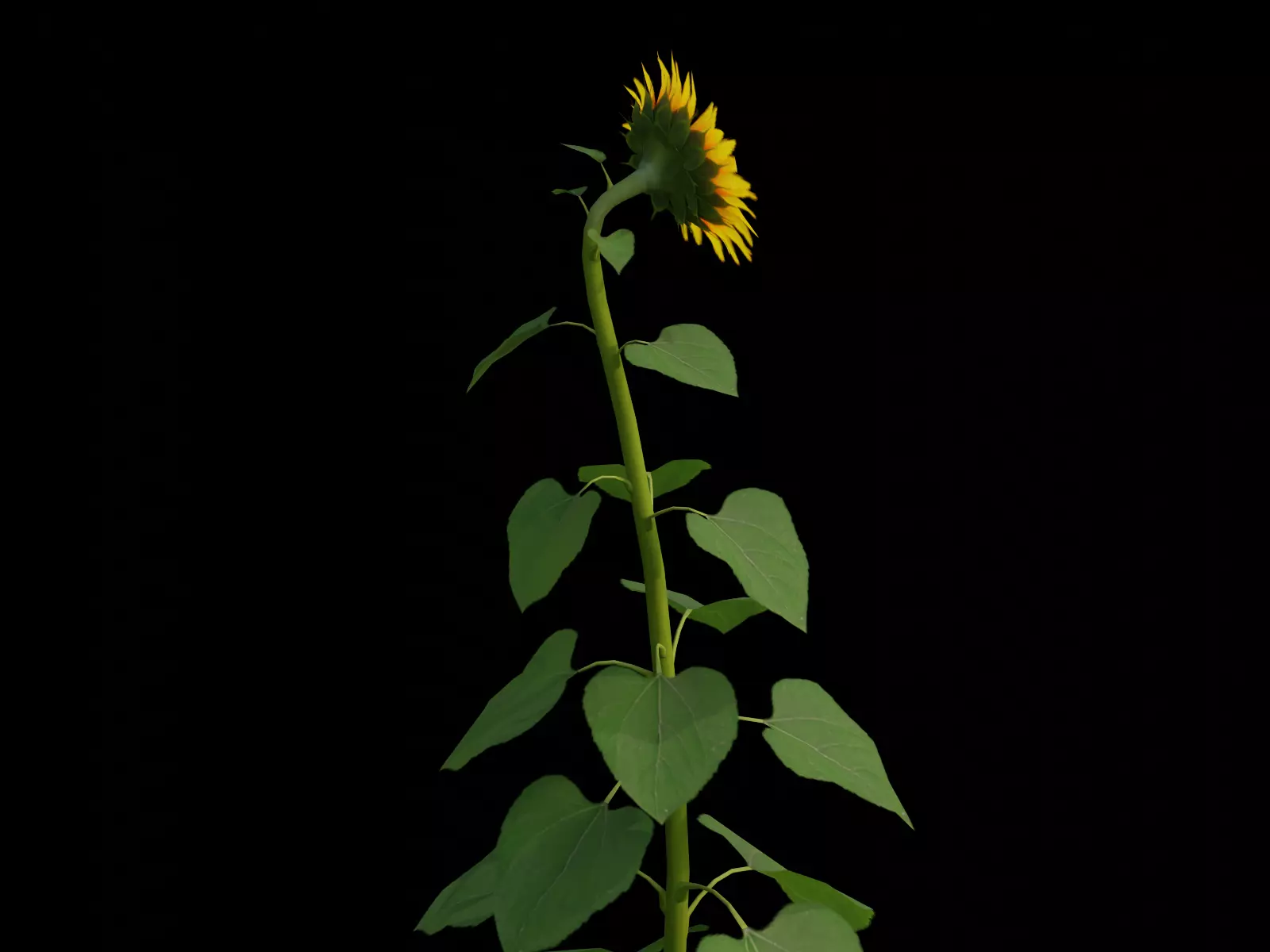 Sunflower  Free low-poly 3D model_1