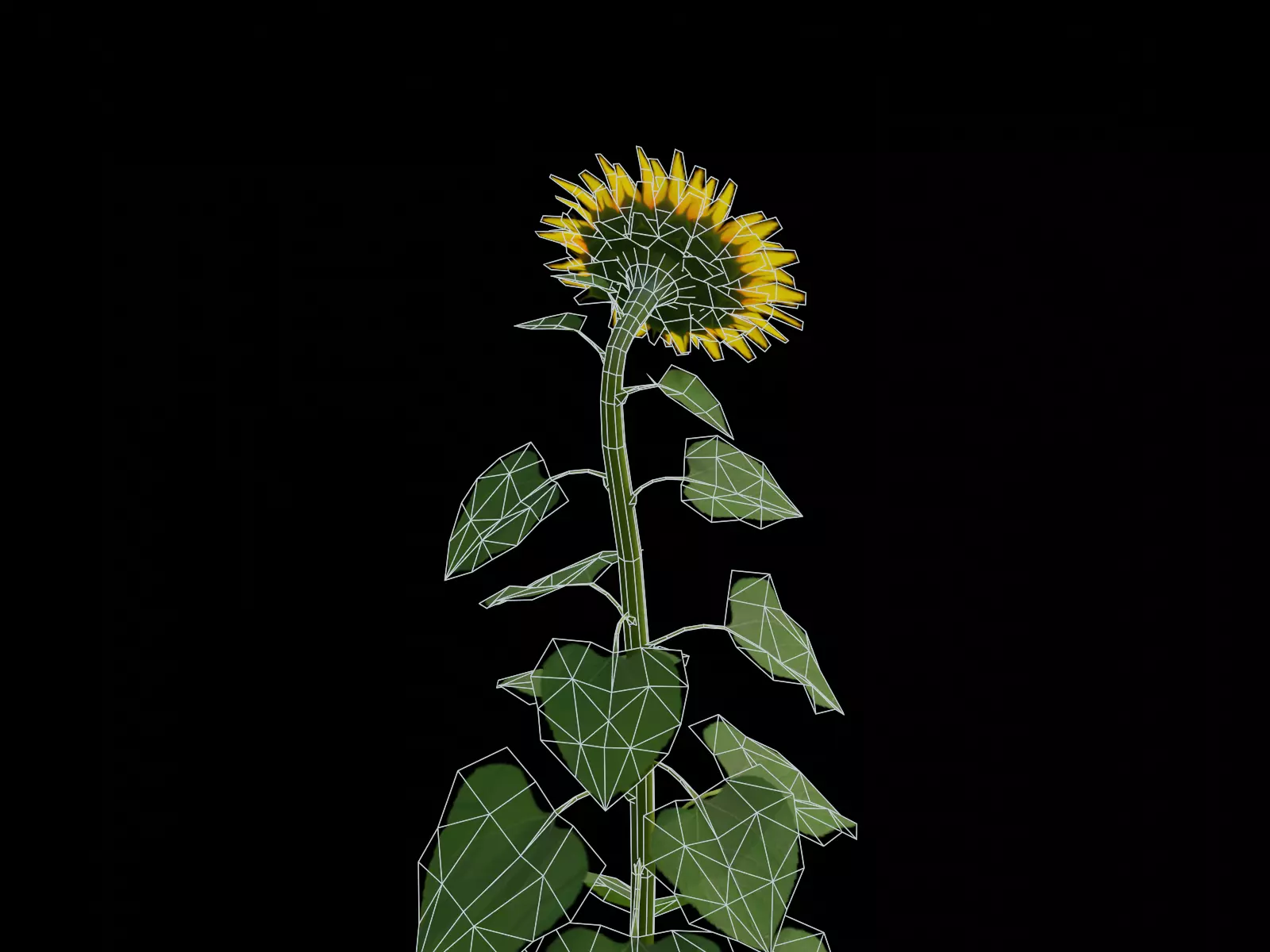 Sunflower  Free low-poly 3D model_4