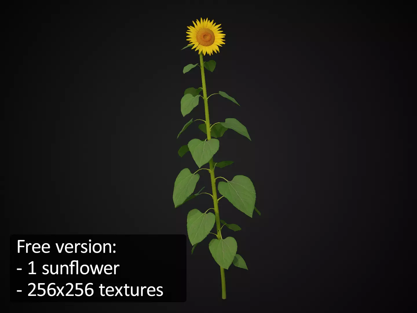Sunflower  Free low-poly 3D model_8