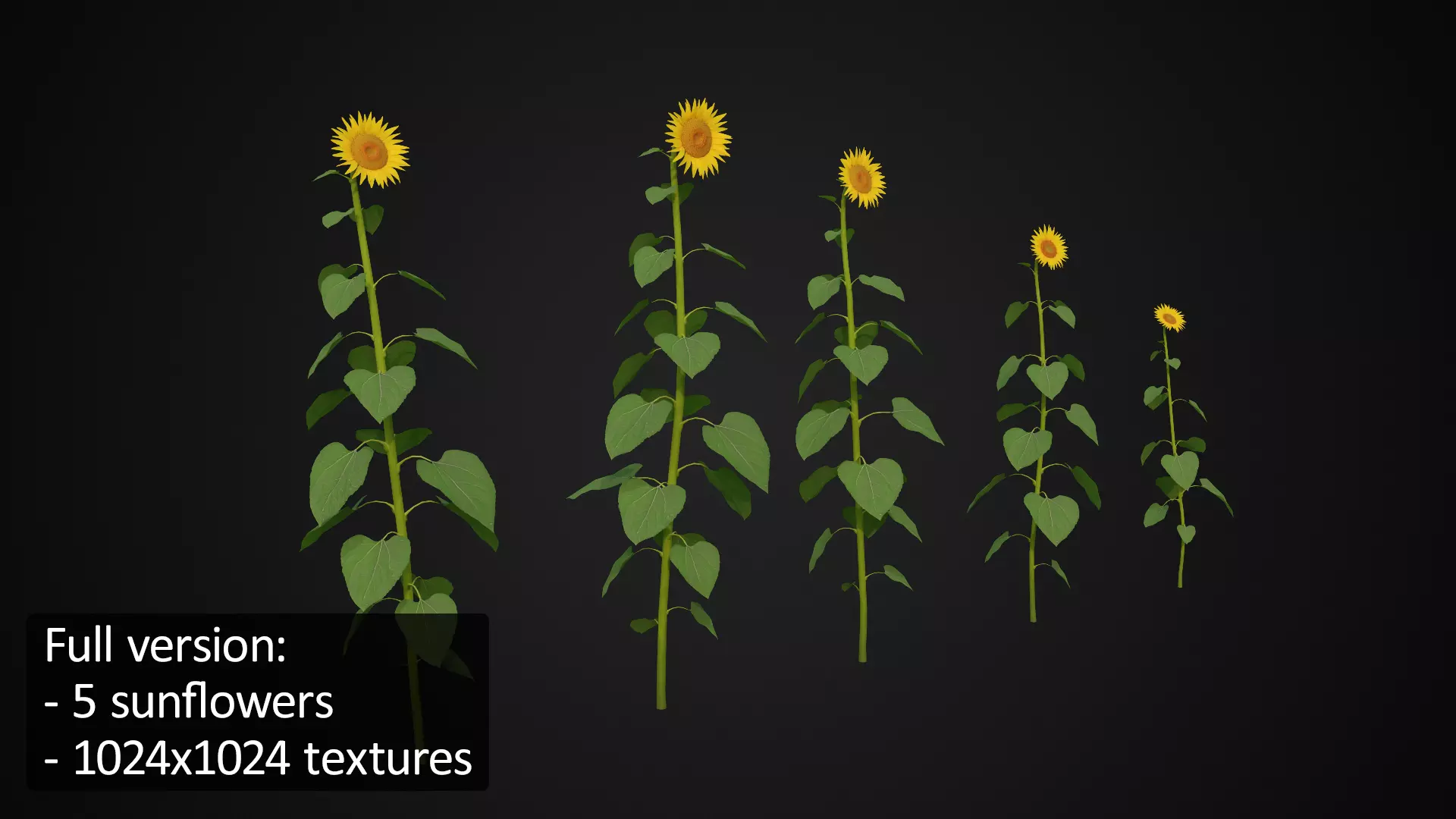 Sunflower  Free low-poly 3D model_9