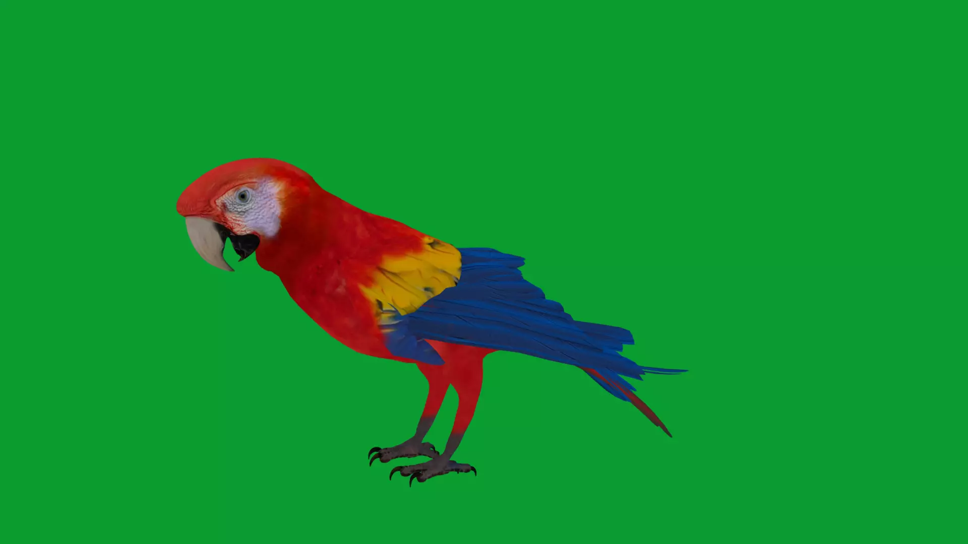 Scarlet Macaw Parrot Low-poly 3D model_26