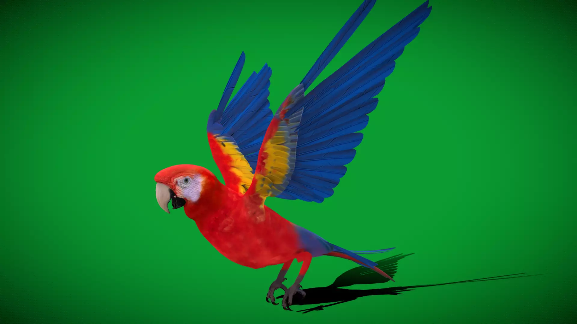 Scarlet Macaw Parrot Low-poly 3D model_13