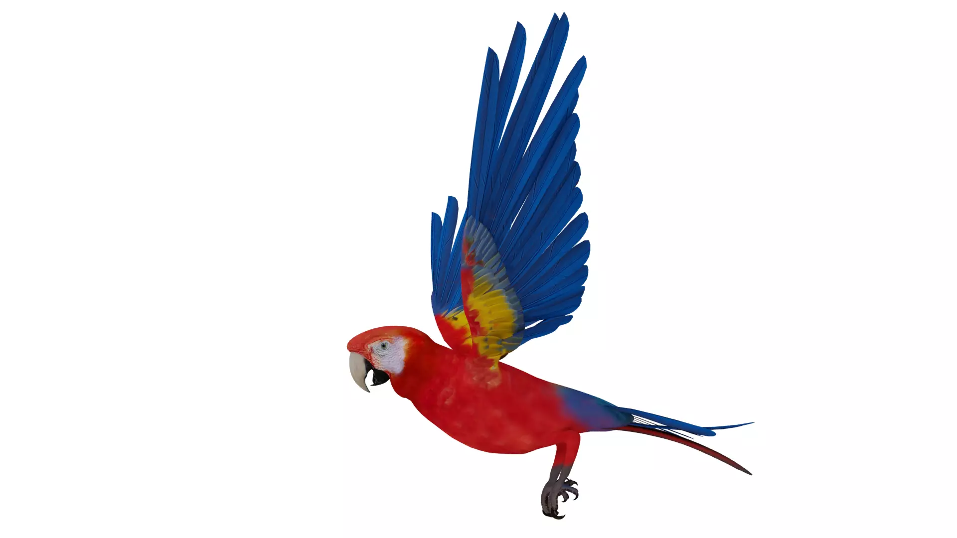 Scarlet Macaw Parrot Low-poly 3D model_8