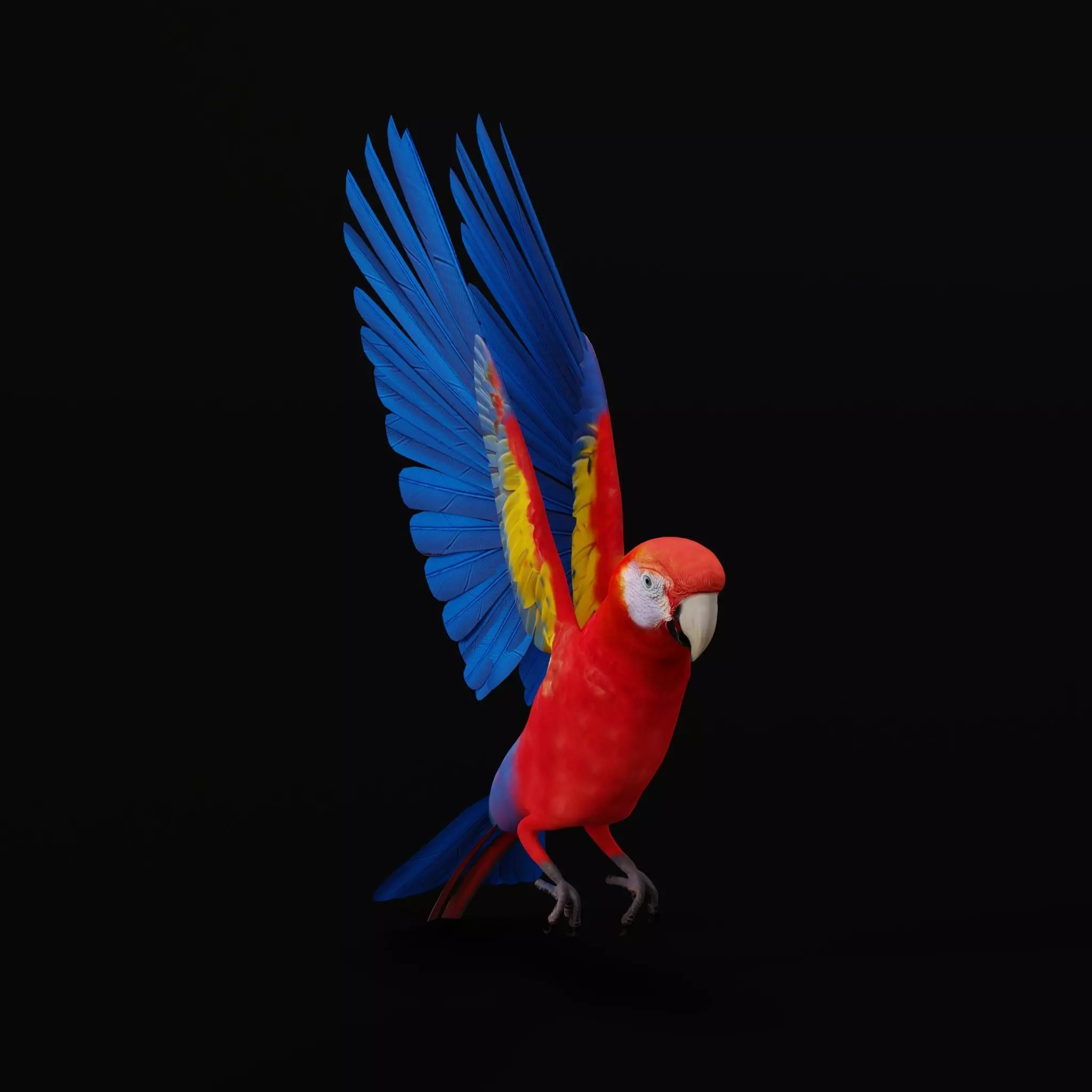 Scarlet Macaw Parrot Low-poly 3D model_12