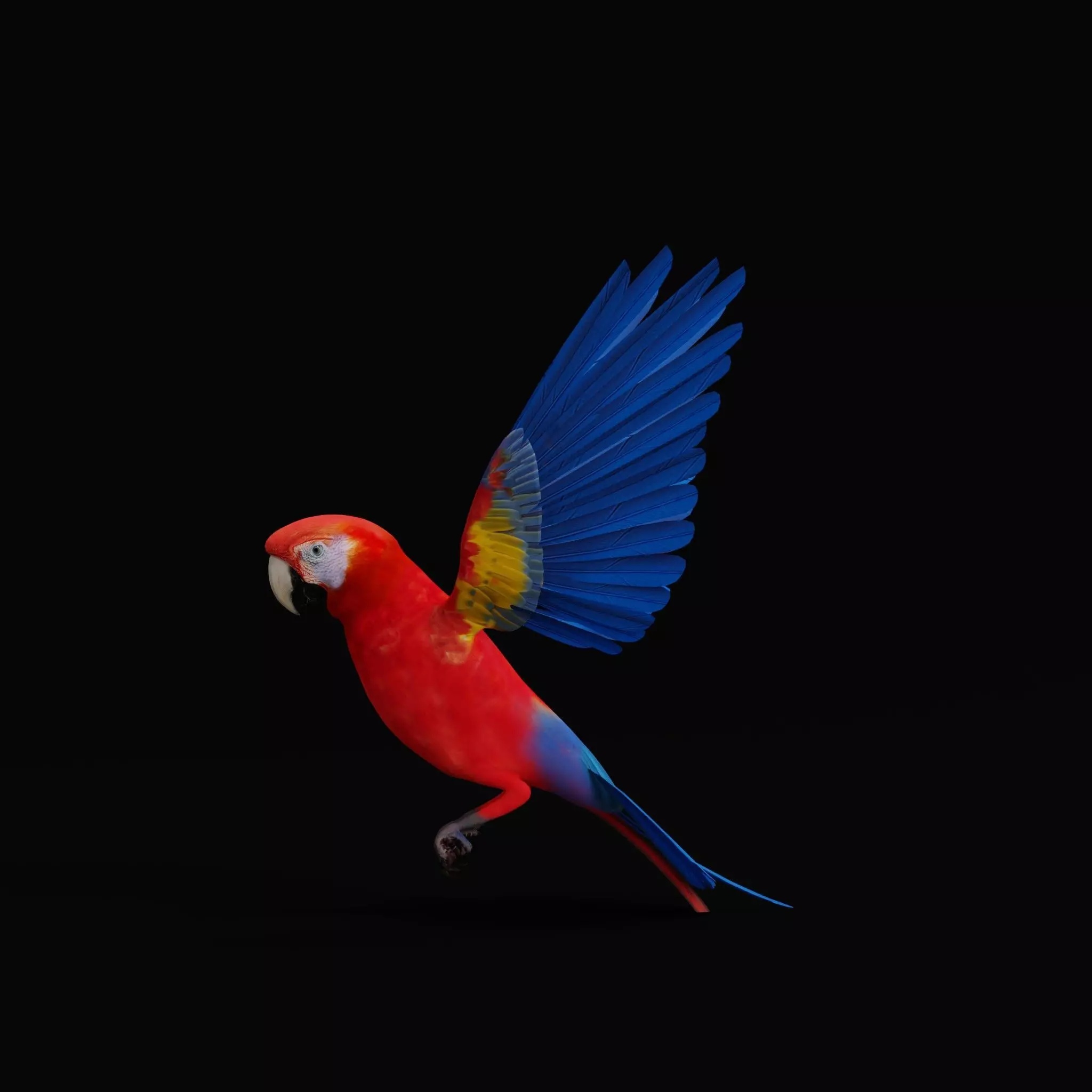 Scarlet Macaw Parrot Low-poly 3D model_9