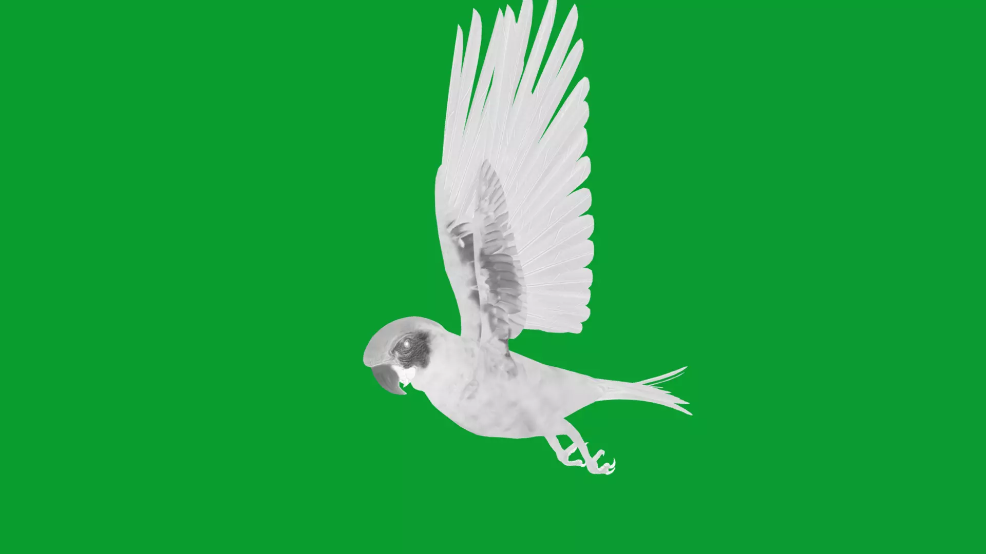 Scarlet Macaw Parrot Low-poly 3D model_34