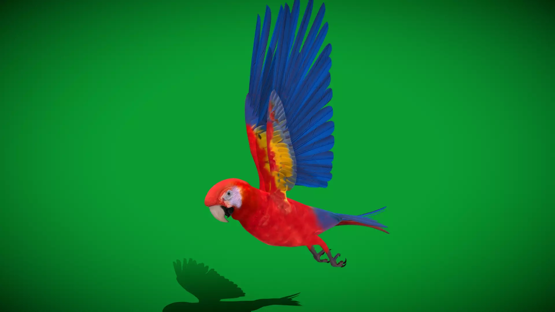 Scarlet Macaw Parrot Low-poly 3D model_37