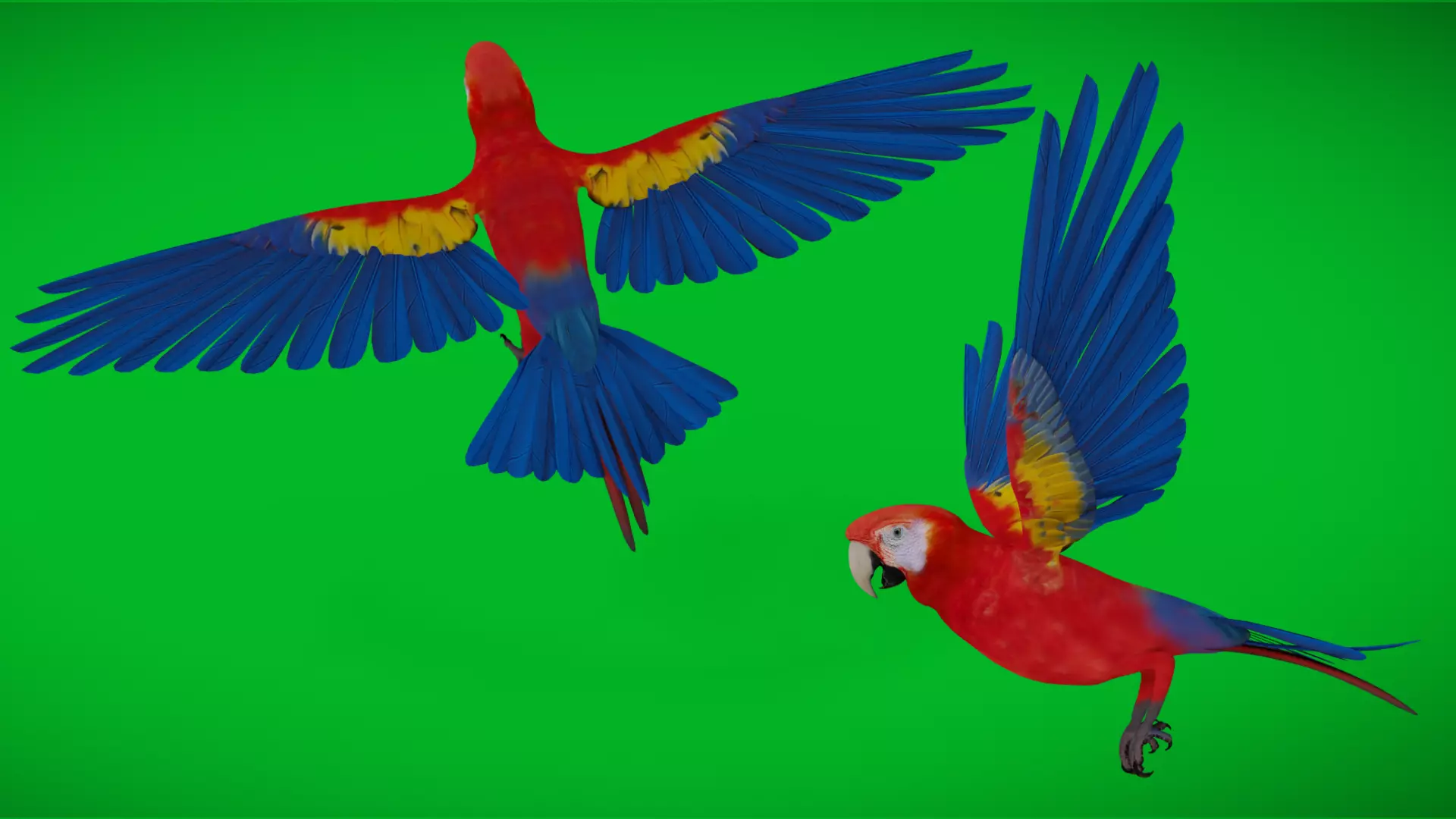 Scarlet Macaw Parrot Low-poly 3D model_4
