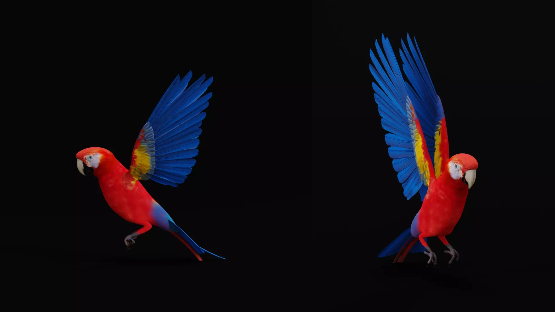 Scarlet Macaw Parrot Low-poly 3D model_36