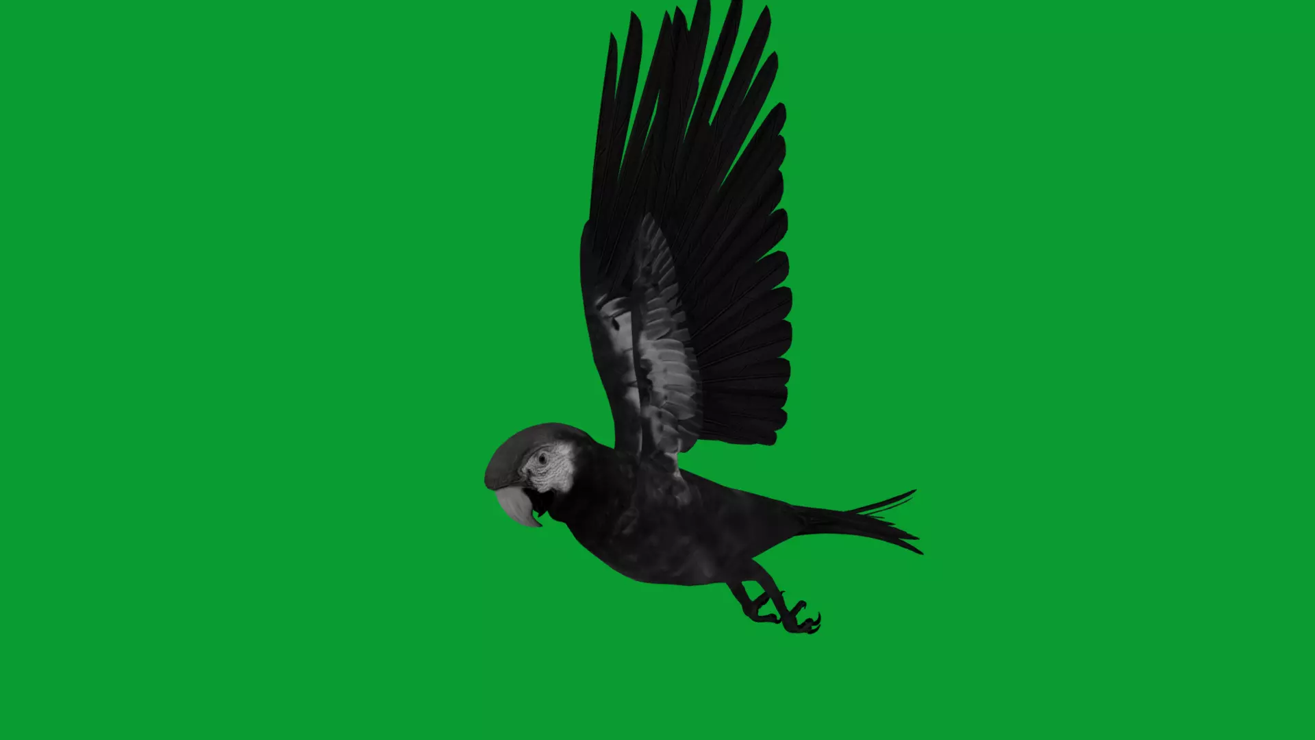 Scarlet Macaw Parrot Low-poly 3D model_15