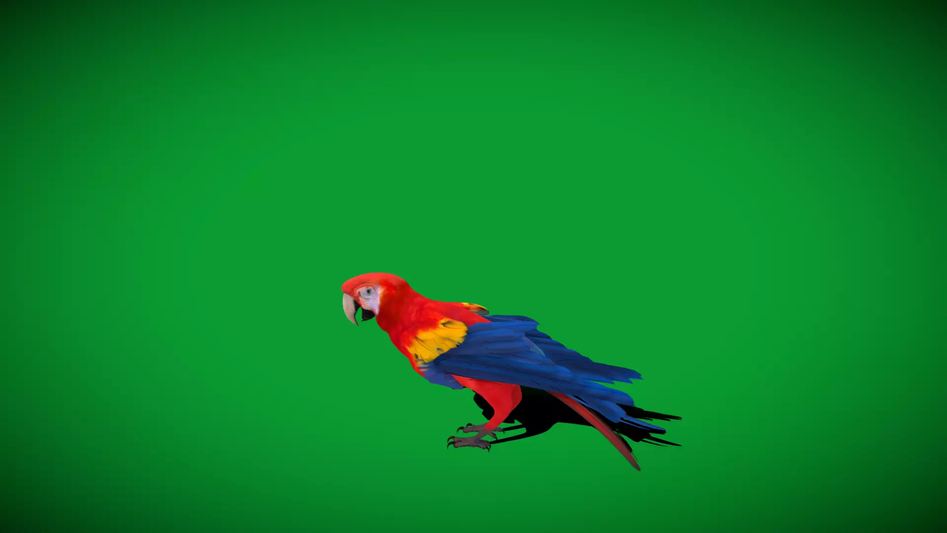 Scarlet Macaw Parrot Low-poly 3D model_39