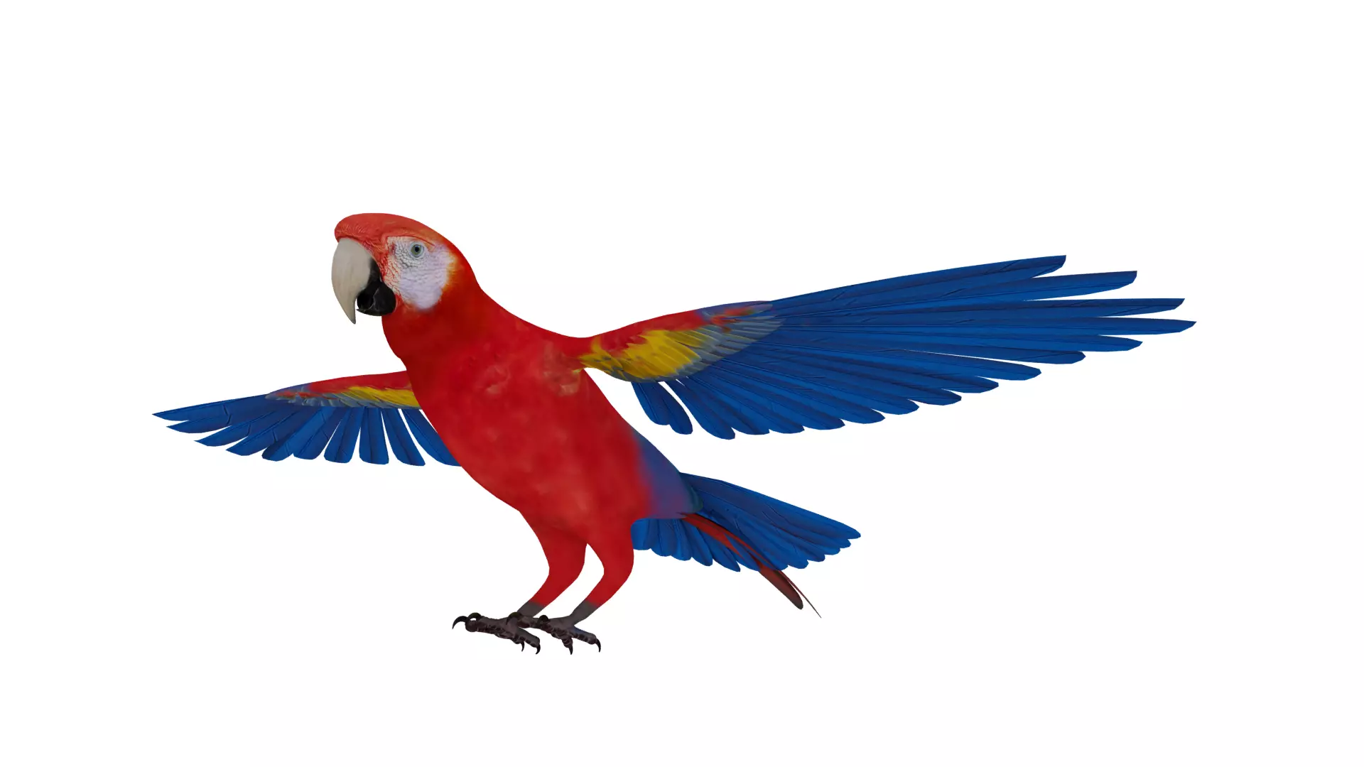 Scarlet Macaw Parrot Low-poly 3D model_11