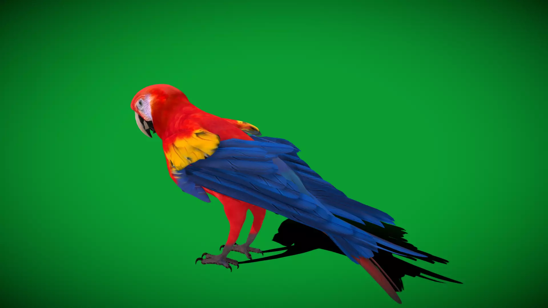Scarlet Macaw Parrot Low-poly 3D model_41