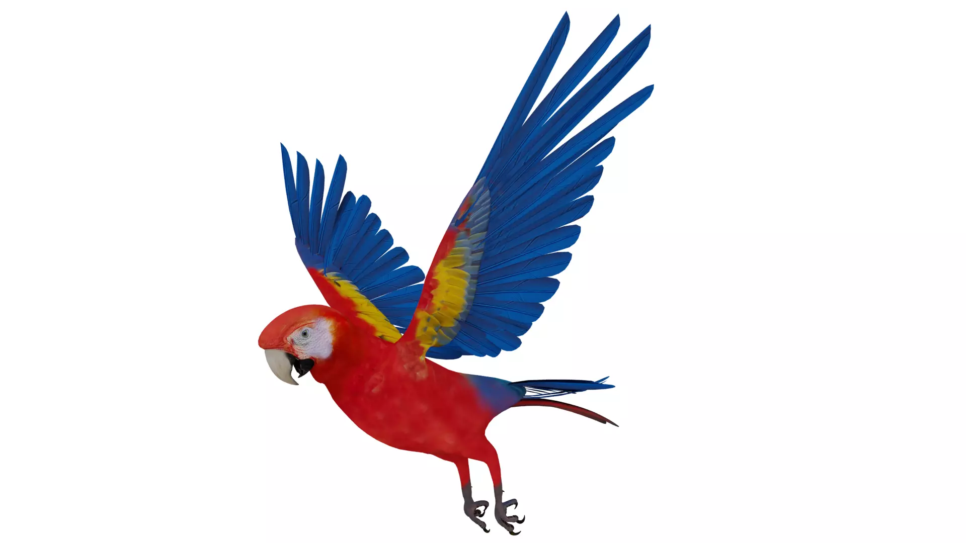 Scarlet Macaw Parrot Low-poly 3D model_5