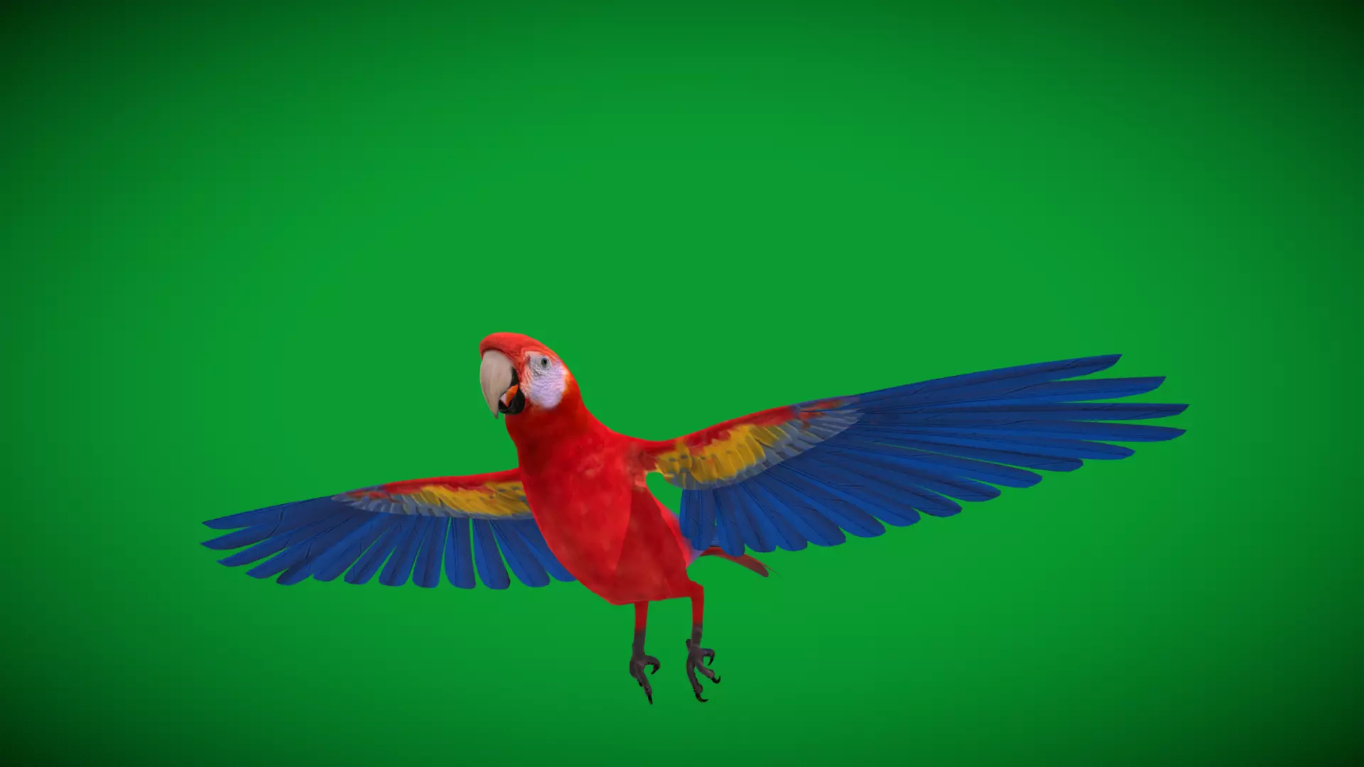 Scarlet Macaw Parrot Low-poly 3D model_40