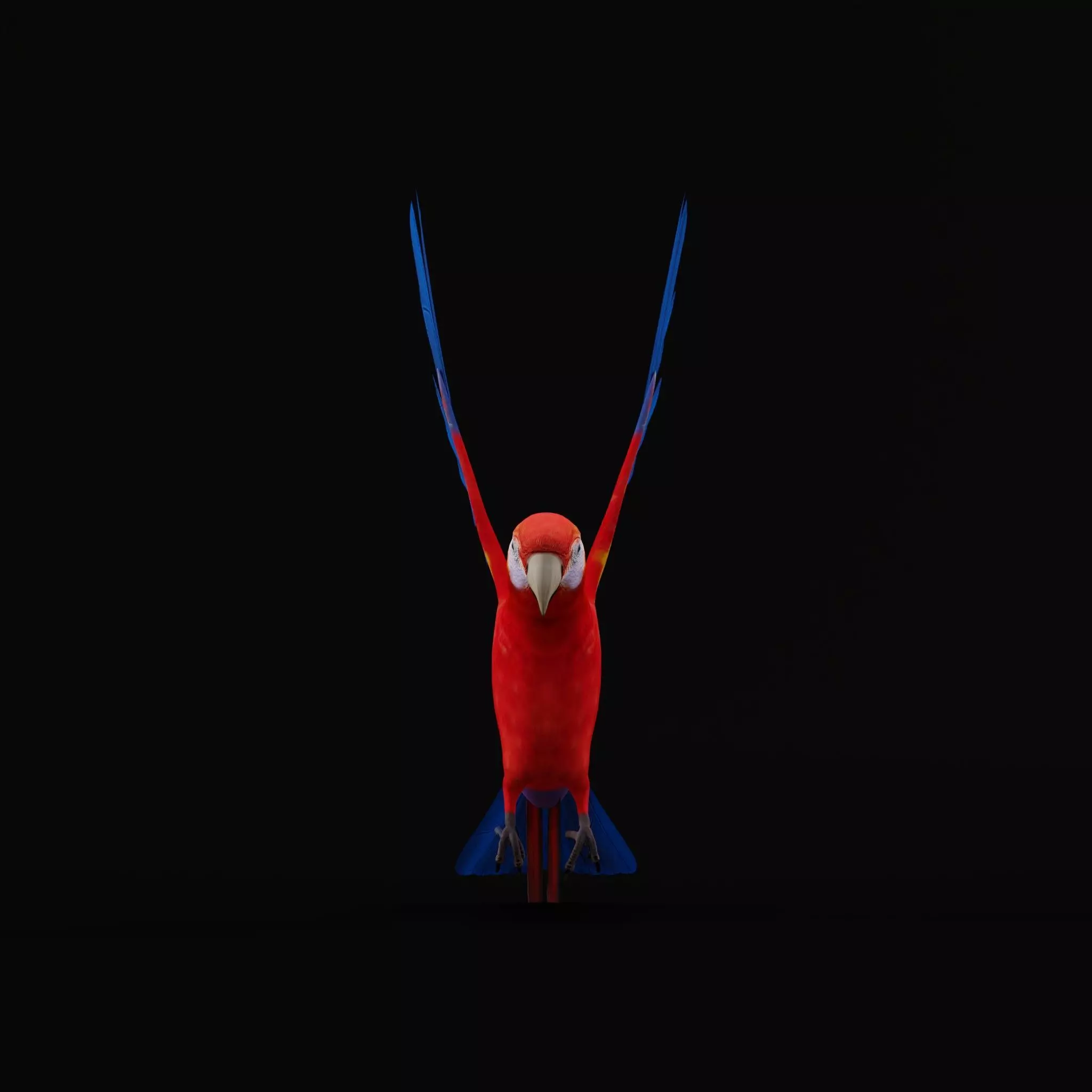 Scarlet Macaw Parrot Low-poly 3D model_6