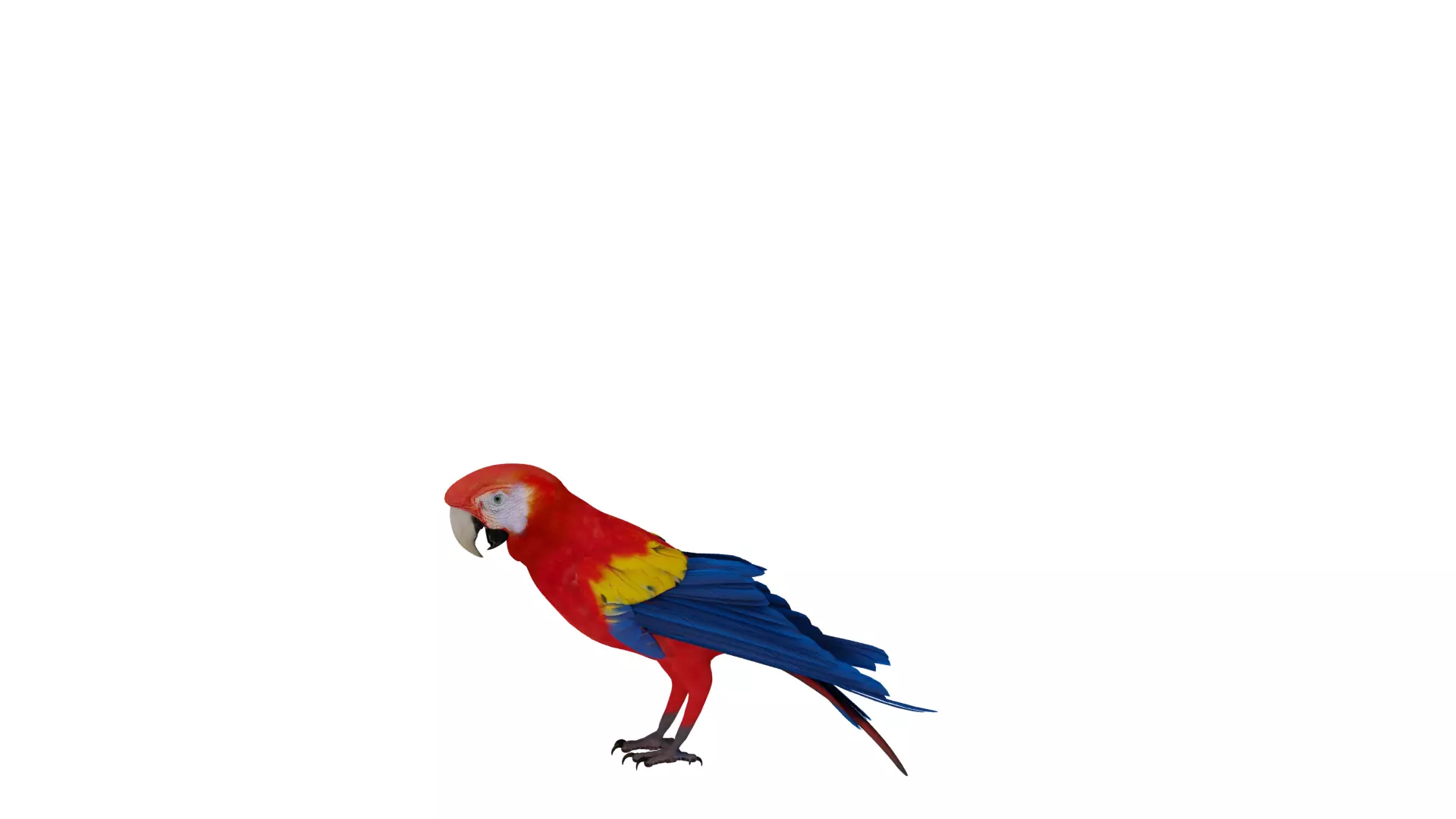 Scarlet Macaw Parrot Low-poly 3D model_14