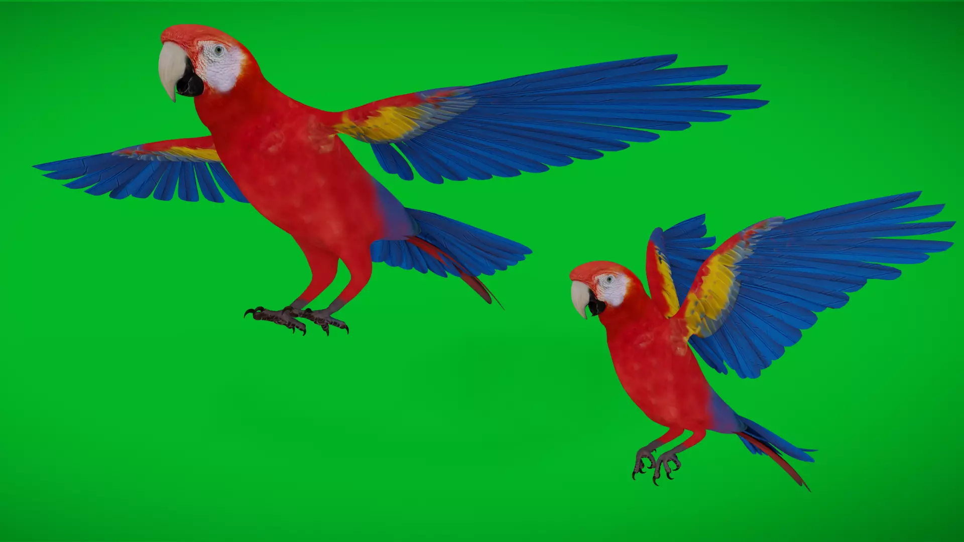 Scarlet Macaw Parrot Low-poly 3D model_3