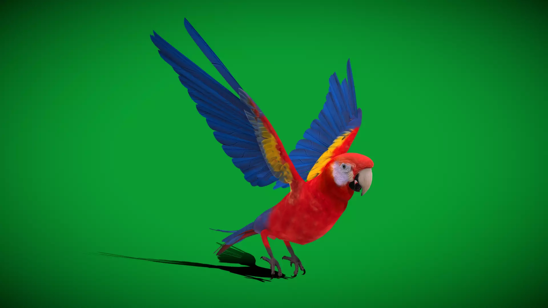 Scarlet Macaw Parrot Low-poly 3D model_38