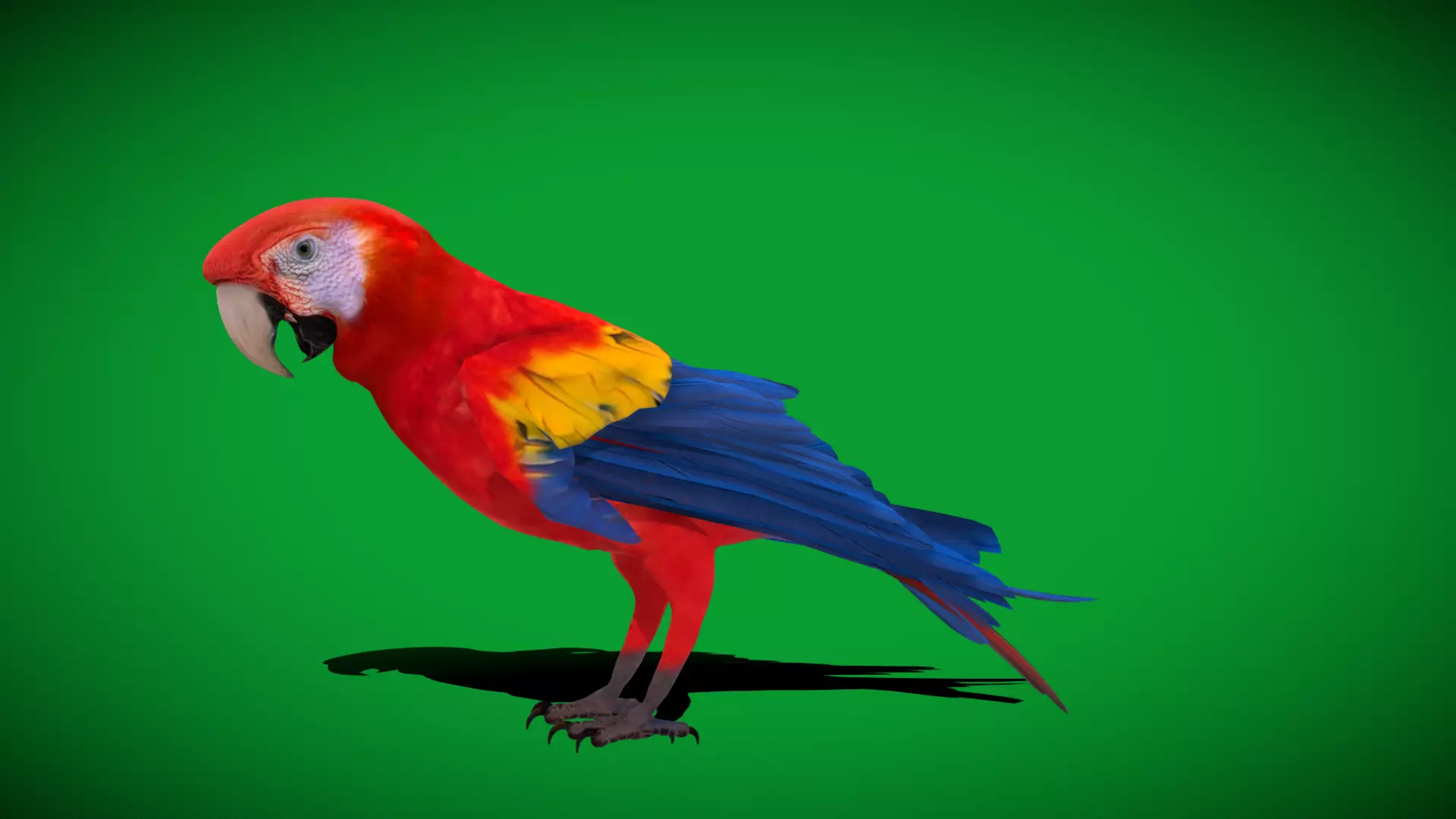 Scarlet Macaw Parrot Low-poly 3D model_42