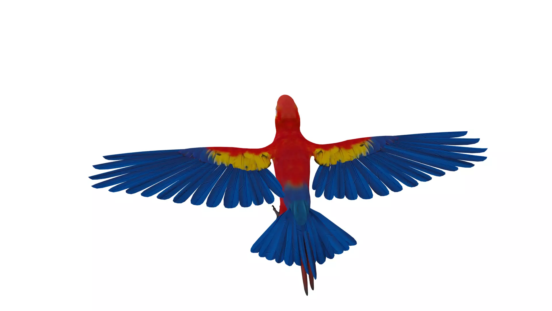 Scarlet Macaw Parrot Low-poly 3D model_7