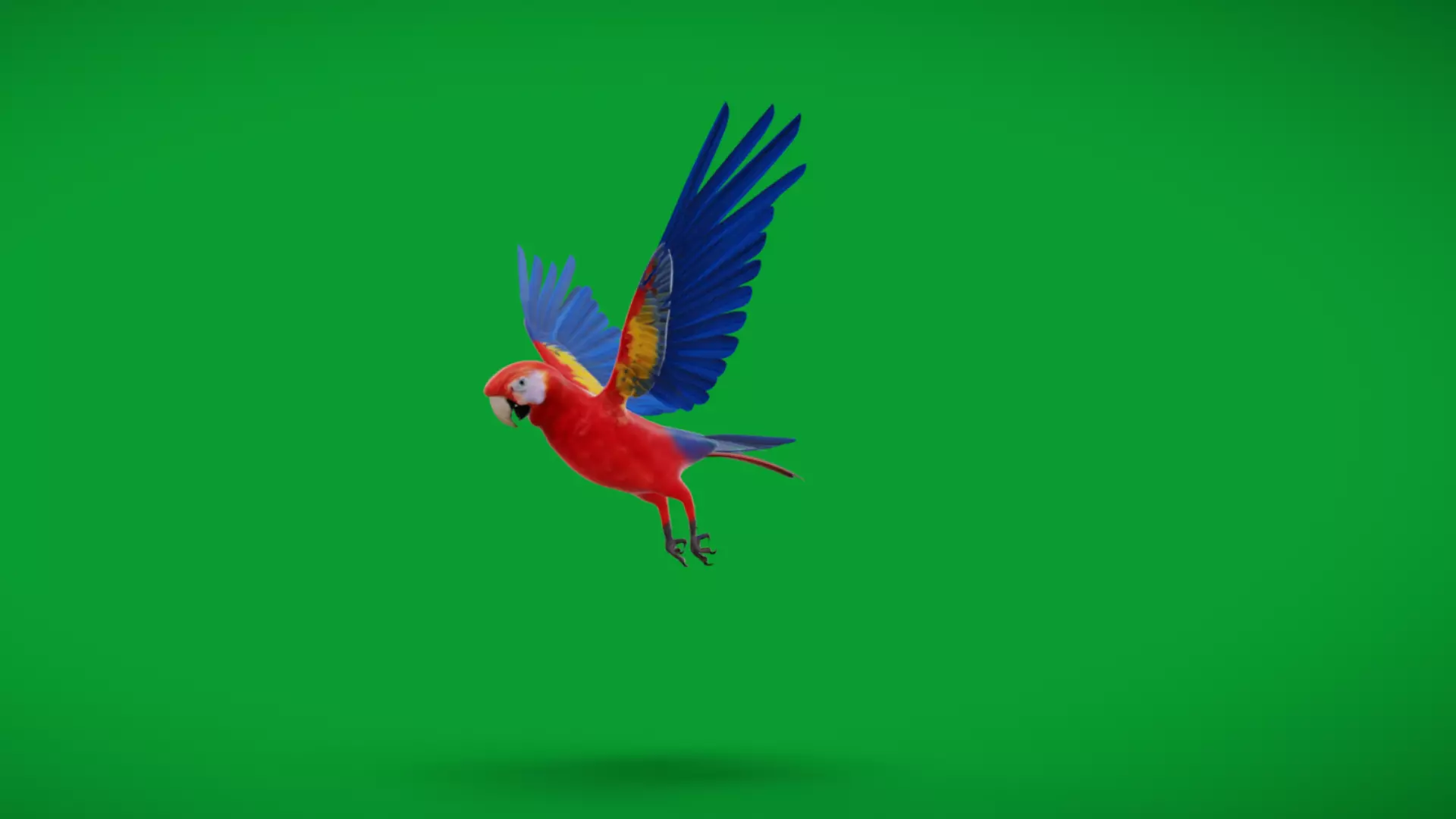 Scarlet Macaw Parrot Low-poly 3D model_31
