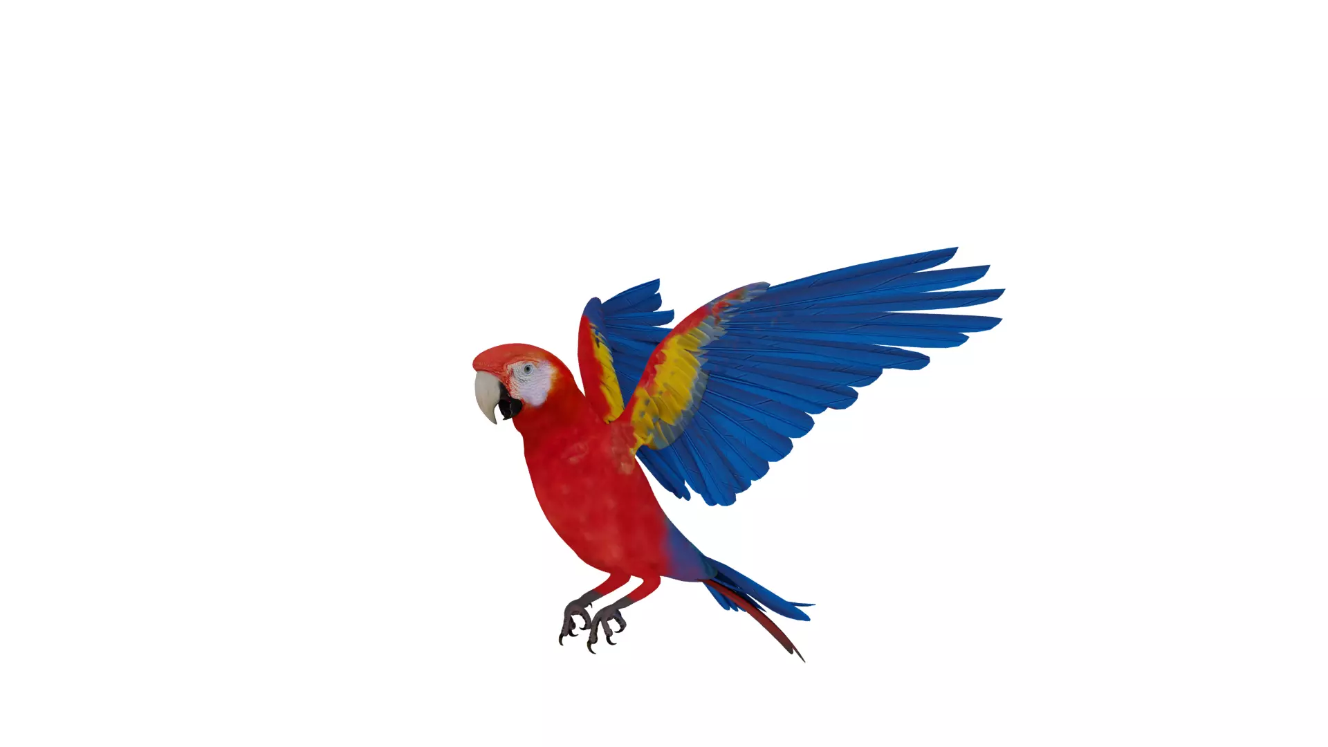 Scarlet Macaw Parrot Low-poly 3D model_10