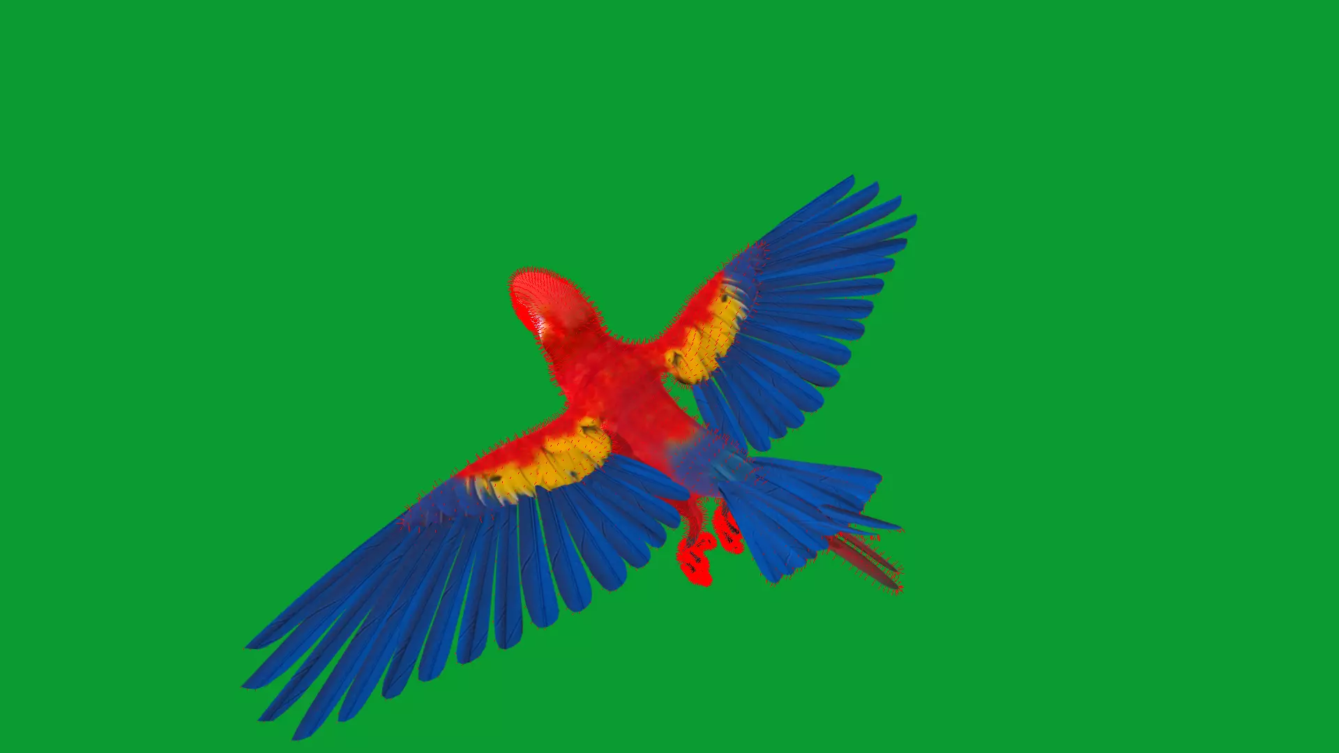 Scarlet Macaw Parrot Low-poly 3D model_22