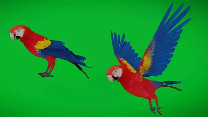 Scarlet Macaw Parrot Low-poly 3D model Scarlet Macaw Parrot Low-poly 3D model