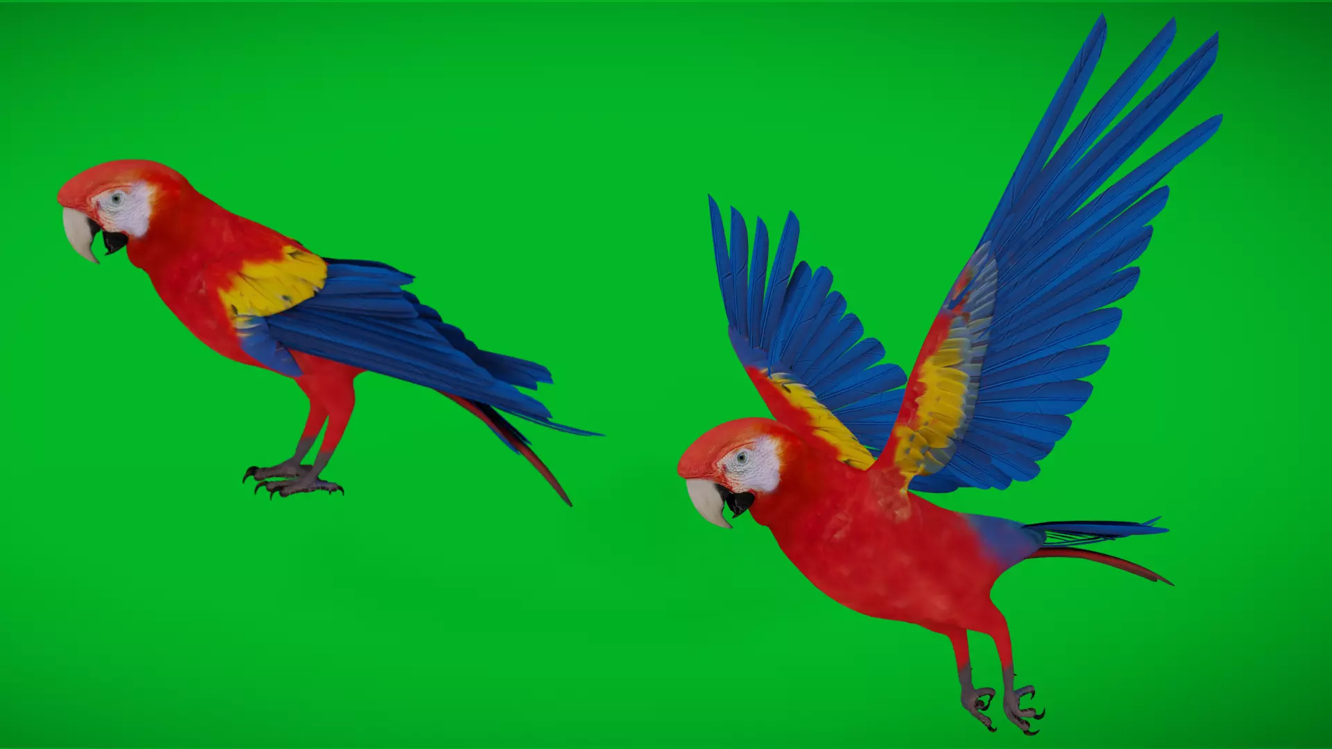 Scarlet Macaw Parrot Low-poly 3D model_0