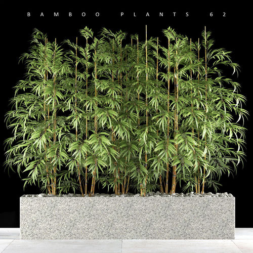 BAMBOO PLANT 3D model