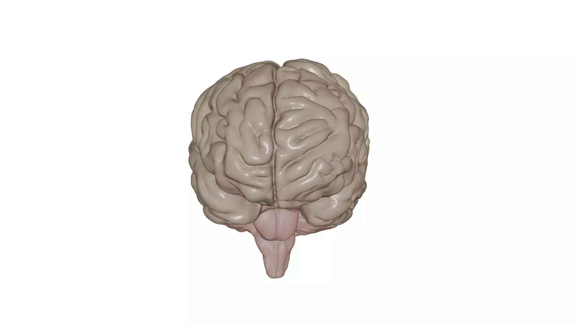 Brain 3D model_0