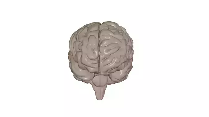 Brain
