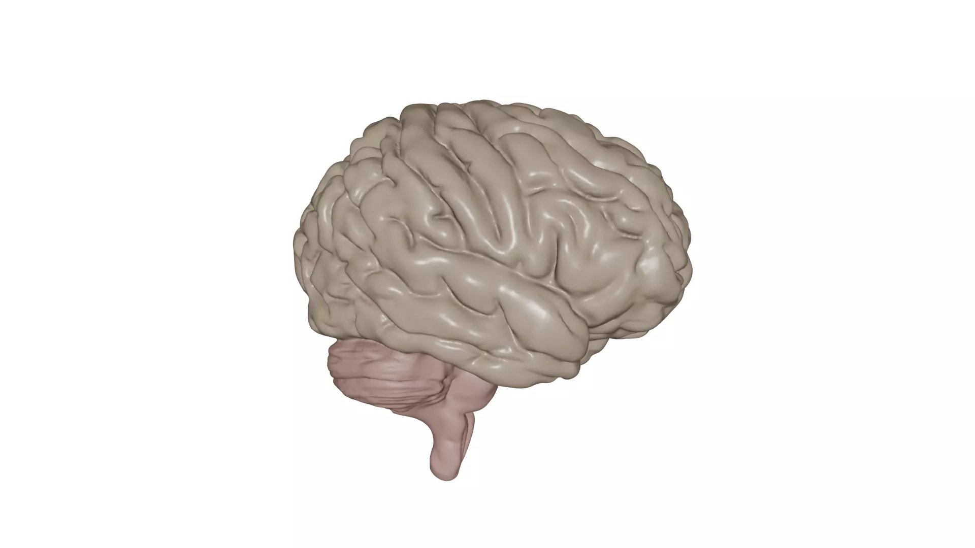 Brain 3D model_1